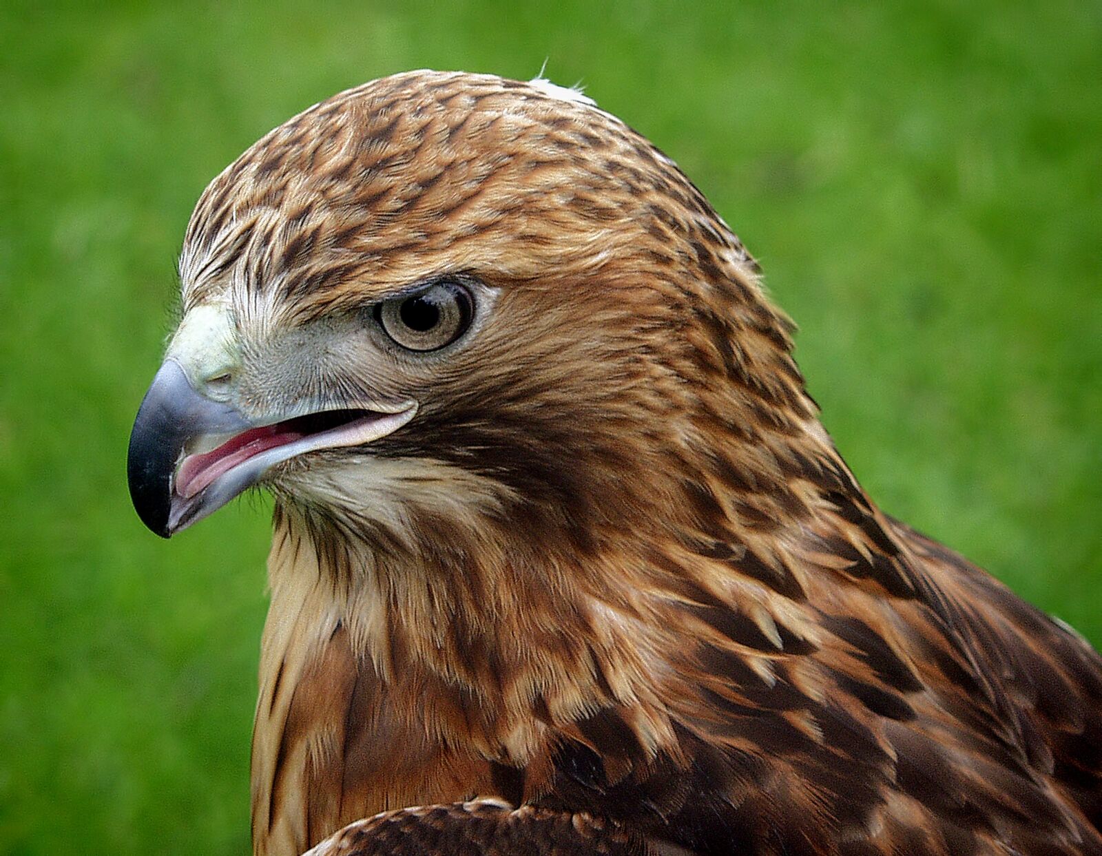 Olympus E-10 sample photo. Eagle, bird, animal photography