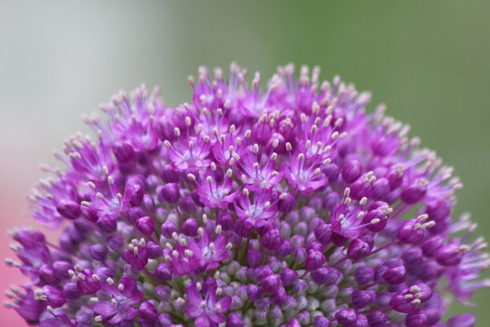 Canon EOS 650D (EOS Rebel T4i / EOS Kiss X6i) sample photo. Purple, onion, plant photography