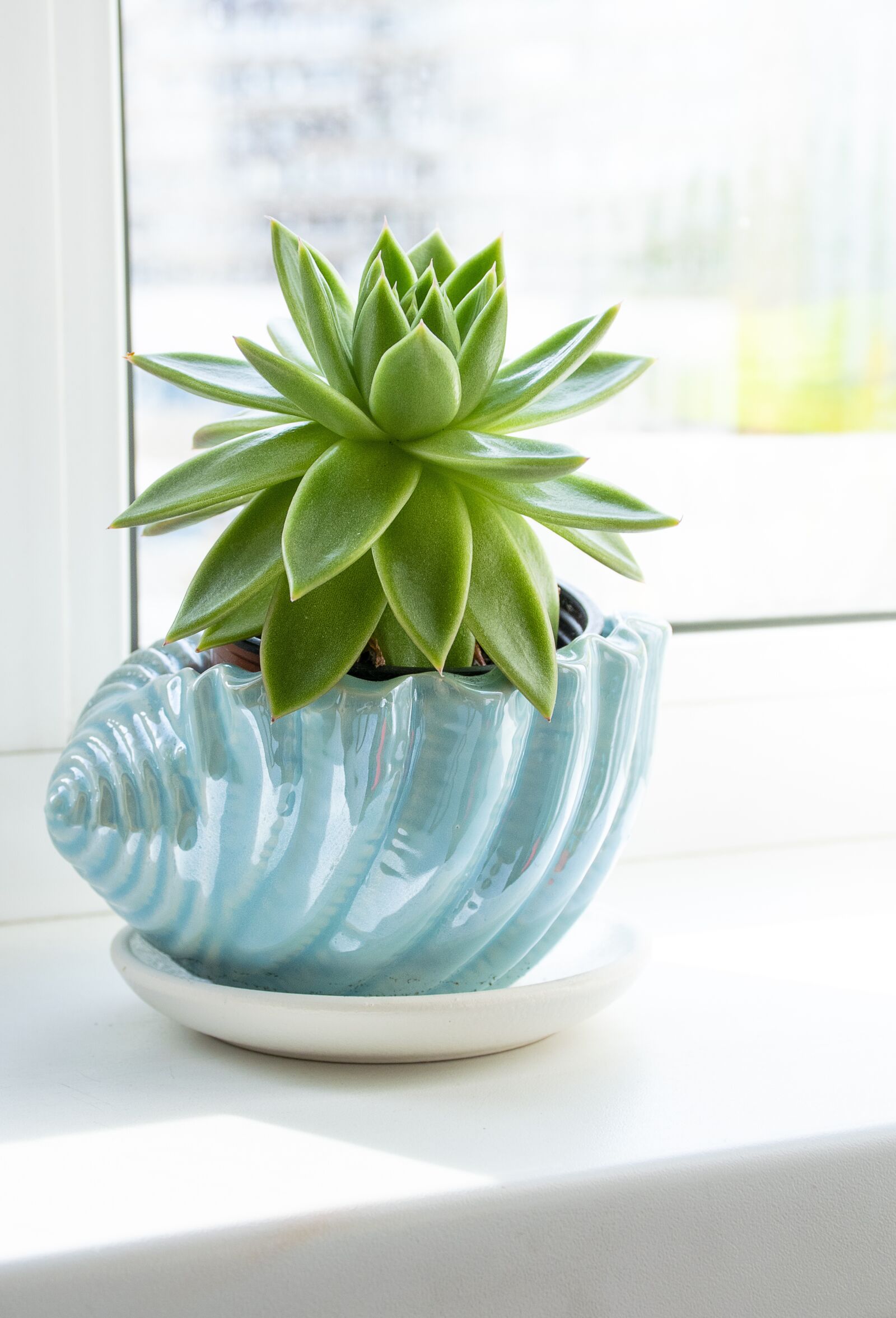 Nikon D5300 sample photo. Succulent, plant, flower photography