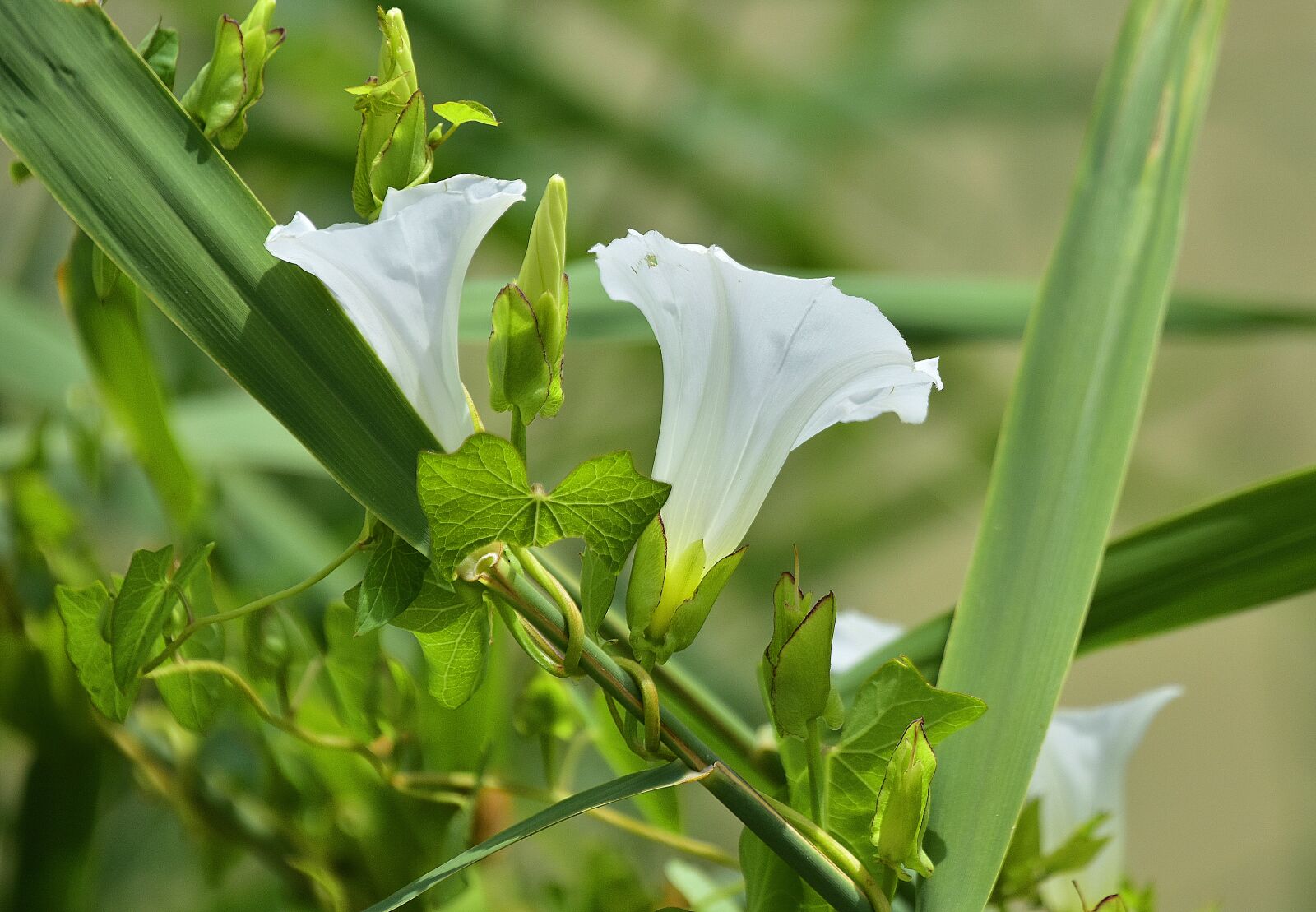 Nikon D7200 sample photo. Flower, nature, plant photography
