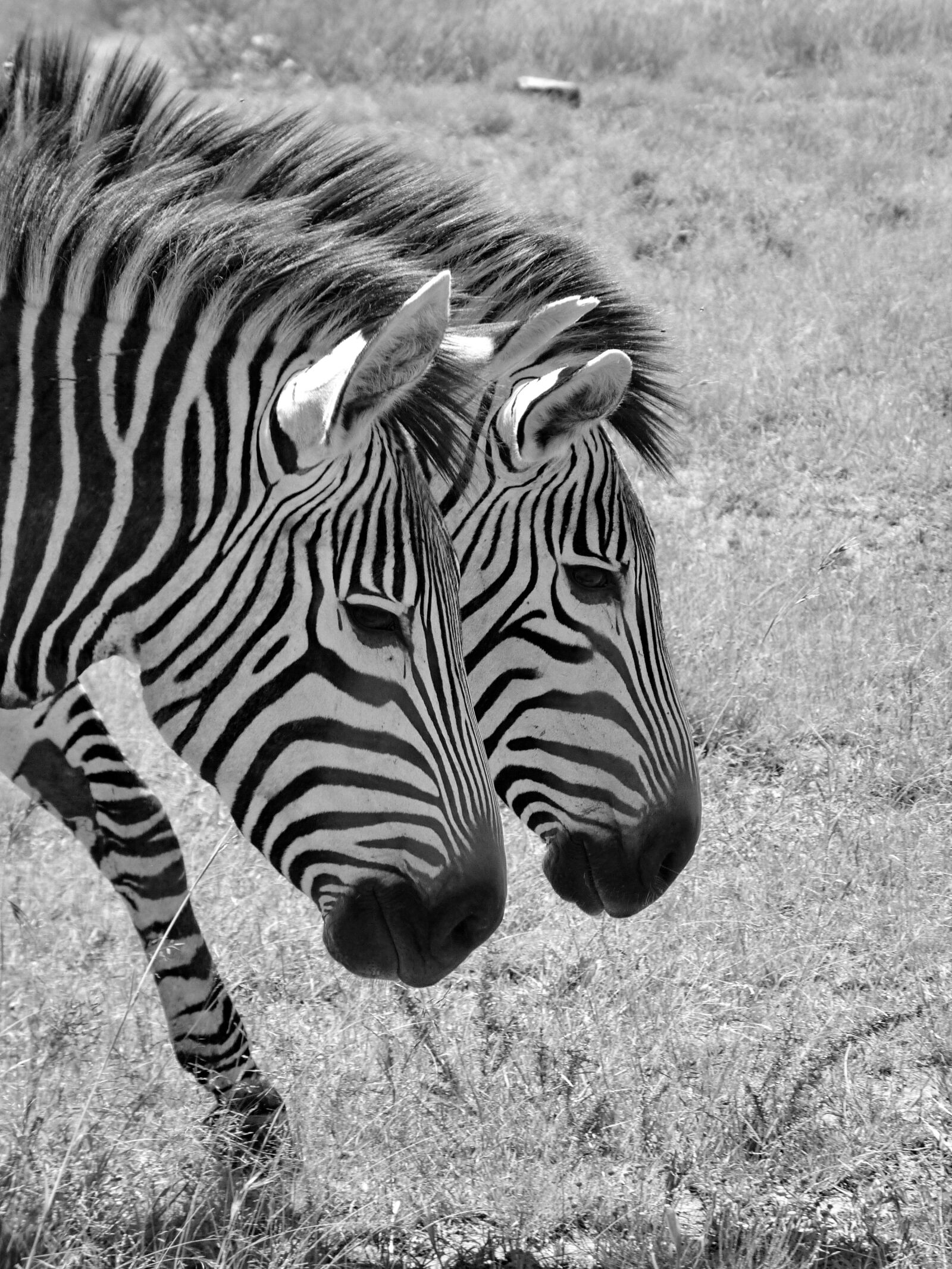 Panasonic Lumix DMC-FZ35 (Lumix DMC-FZ38) sample photo. Zebra, hartmann's, stripes photography