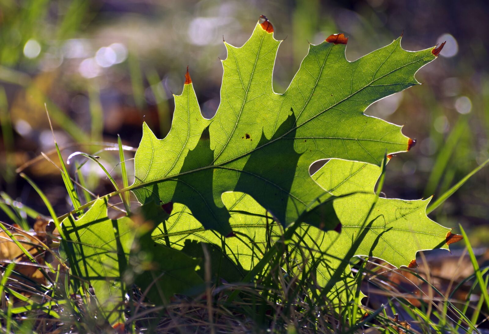 Pentax K-30 sample photo. Leaves, autumn, fall leaves photography