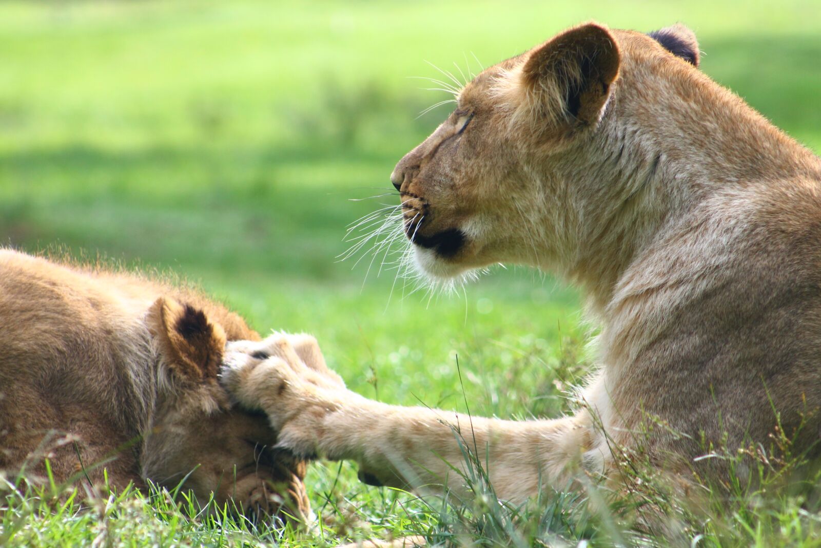 Canon EF 75-300mm f/4-5.6 sample photo. Lion, zoo, animal photography