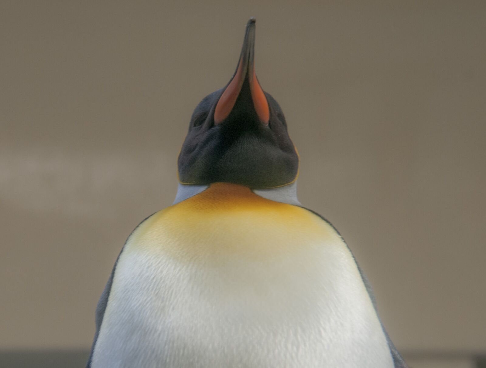 Nikon D300S sample photo. Penguin, emperor, bird photography