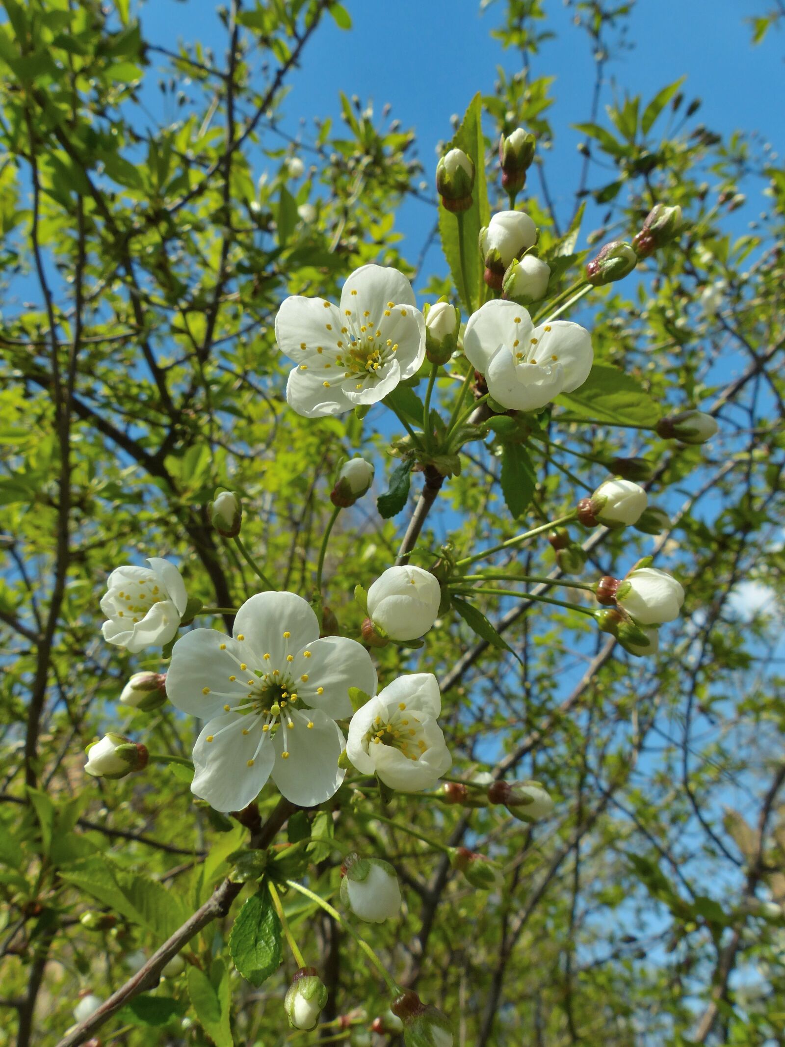 Panasonic Lumix DMC-FZ200 sample photo. Spring, bloom, flowers photography