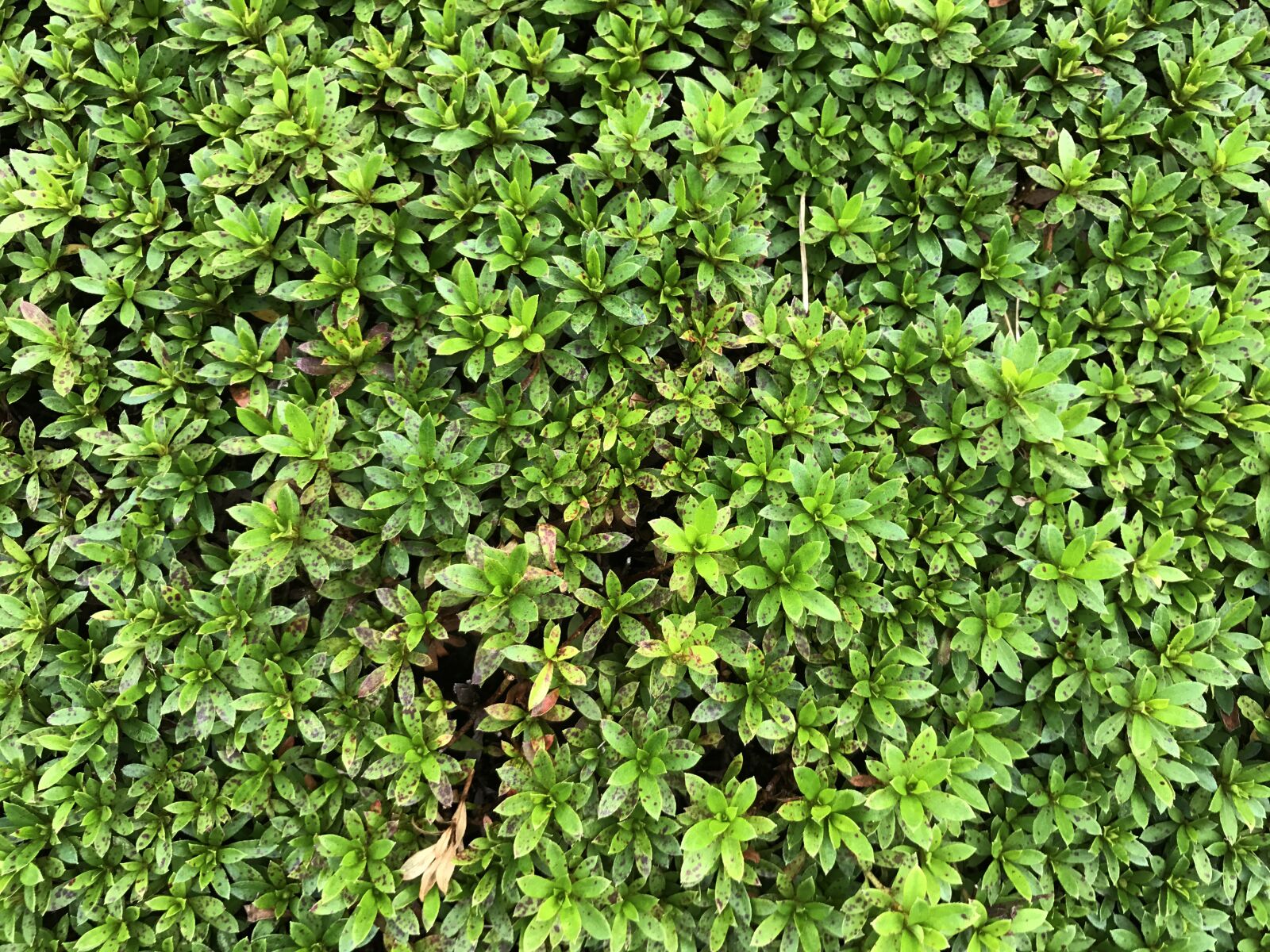Apple iPhone 7 Plus sample photo. Hedge leaves, plant, texture photography