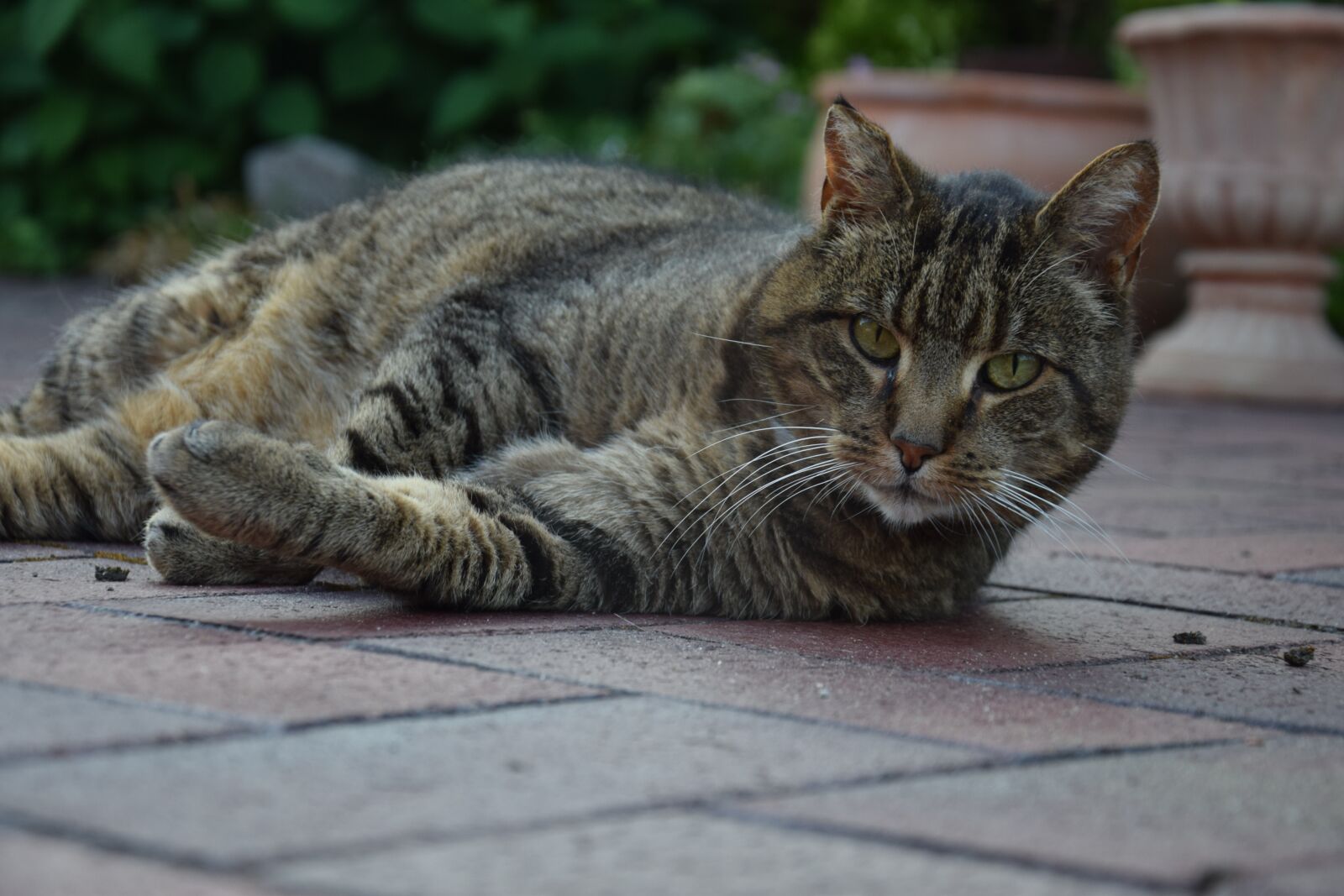 Nikon D5300 sample photo. Cat, relaxed, velvet paw photography