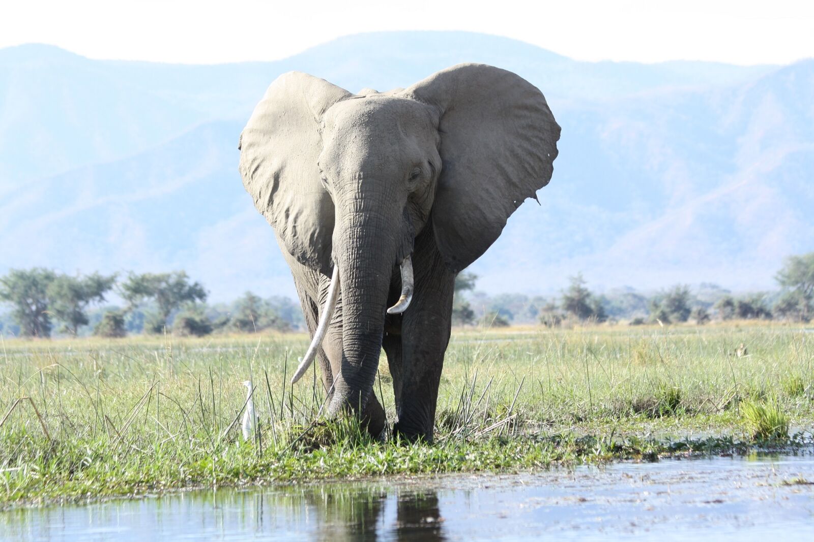Canon EOS 1000D (EOS Digital Rebel XS / EOS Kiss F) sample photo. Wild elephant, wildlife, nature photography