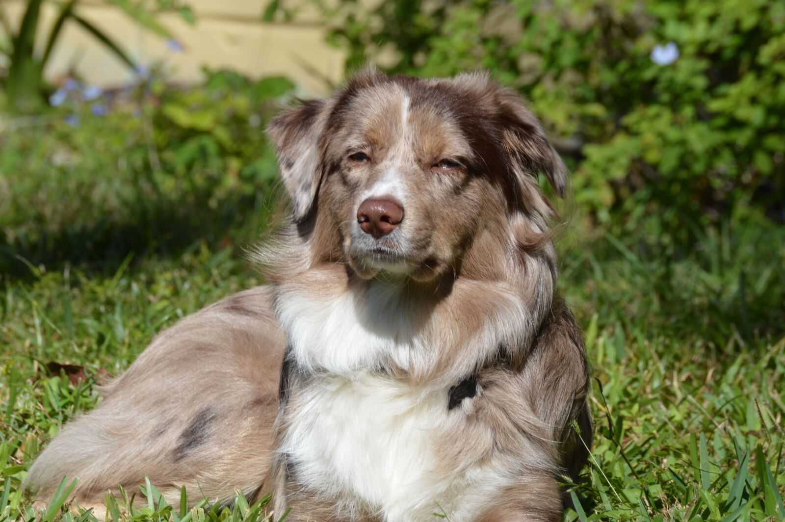 Nikon D3200 sample photo. Dog, aussie, australian shepherd photography