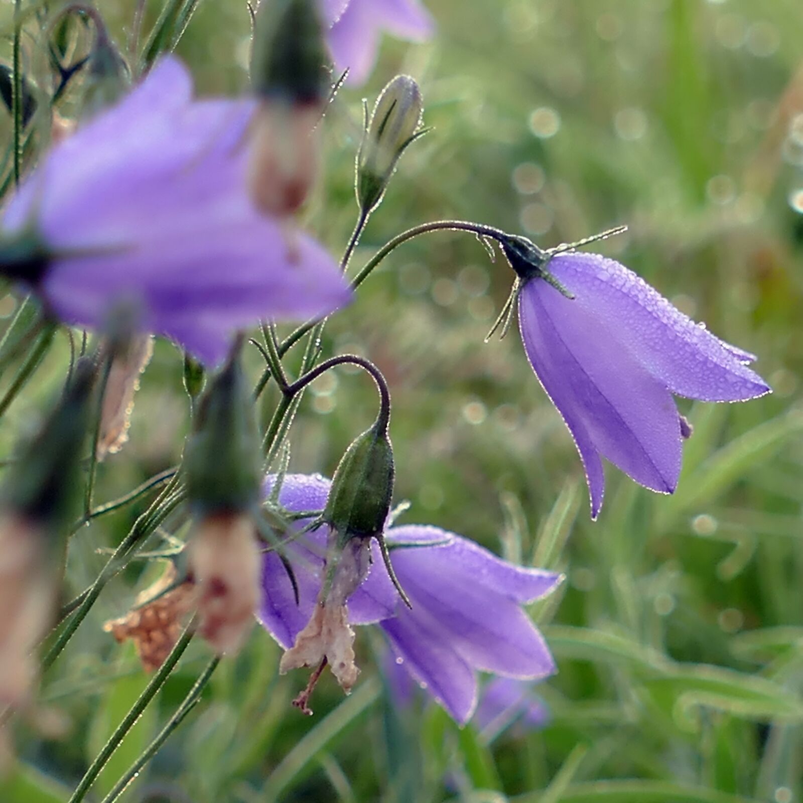 Panasonic Lumix DMC-FZ1000 sample photo. Bellflower, purple, dewdrop photography