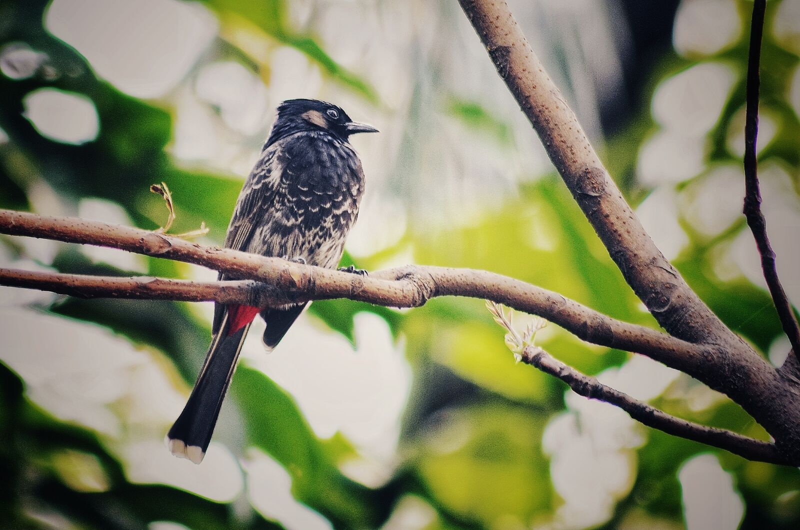 Nikon D5100 sample photo. Bulbul, bird, on the photography