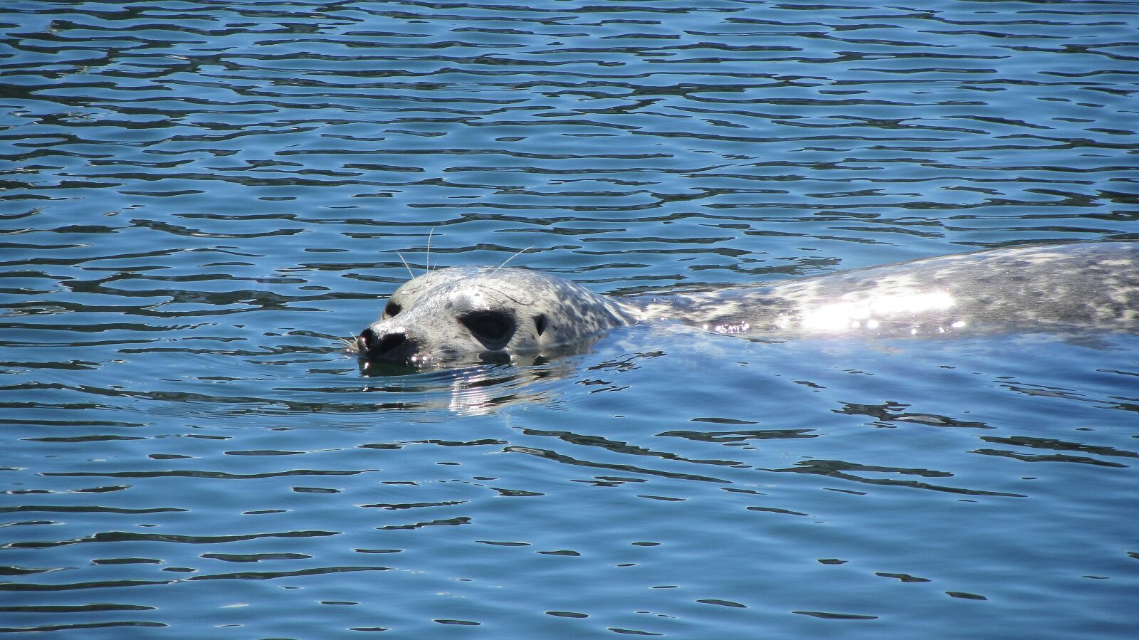Canon PowerShot SX220 HS sample photo. Seal, sea, whiskers photography