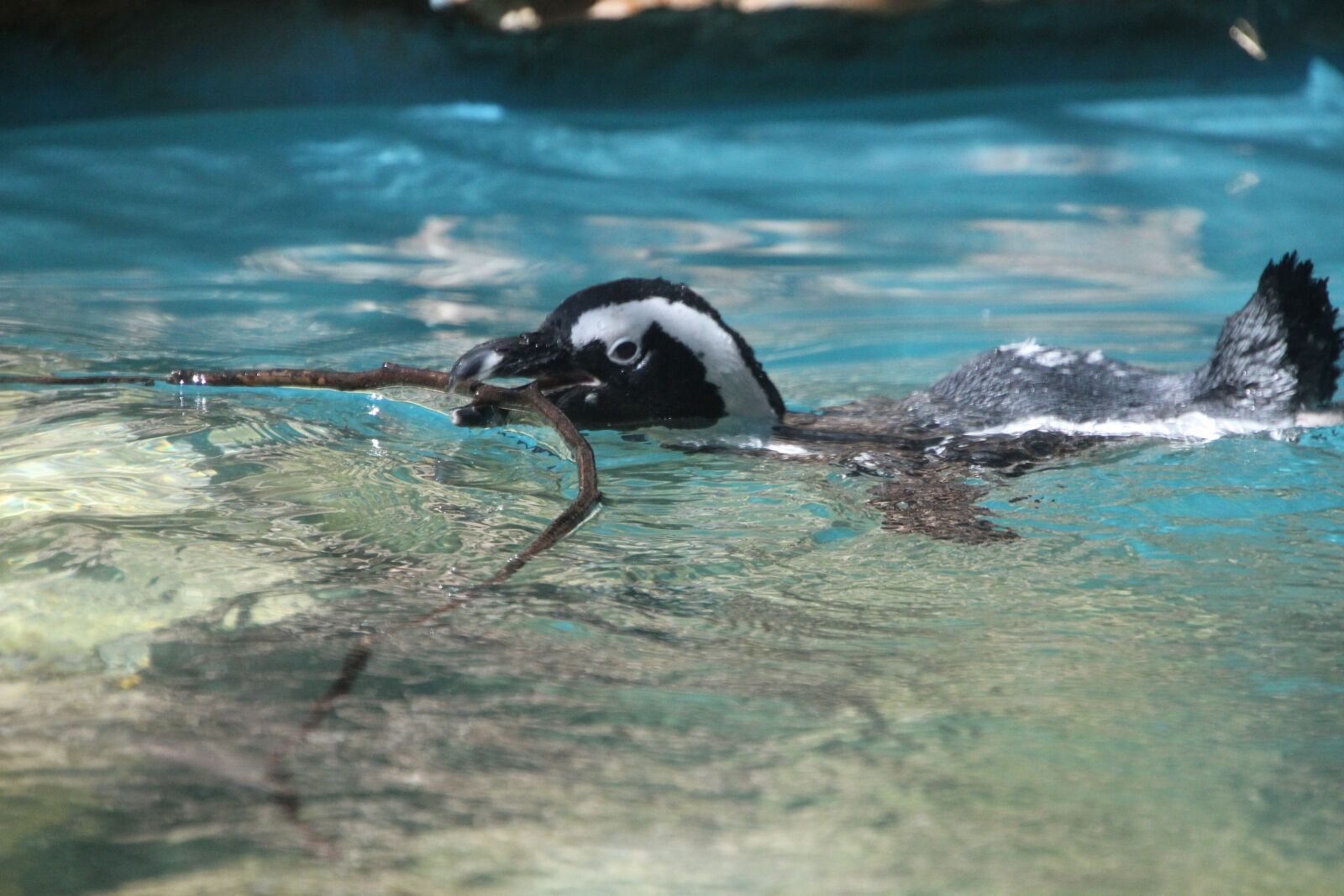 Canon EOS 550D (EOS Rebel T2i / EOS Kiss X4) sample photo. Water, black, white photography