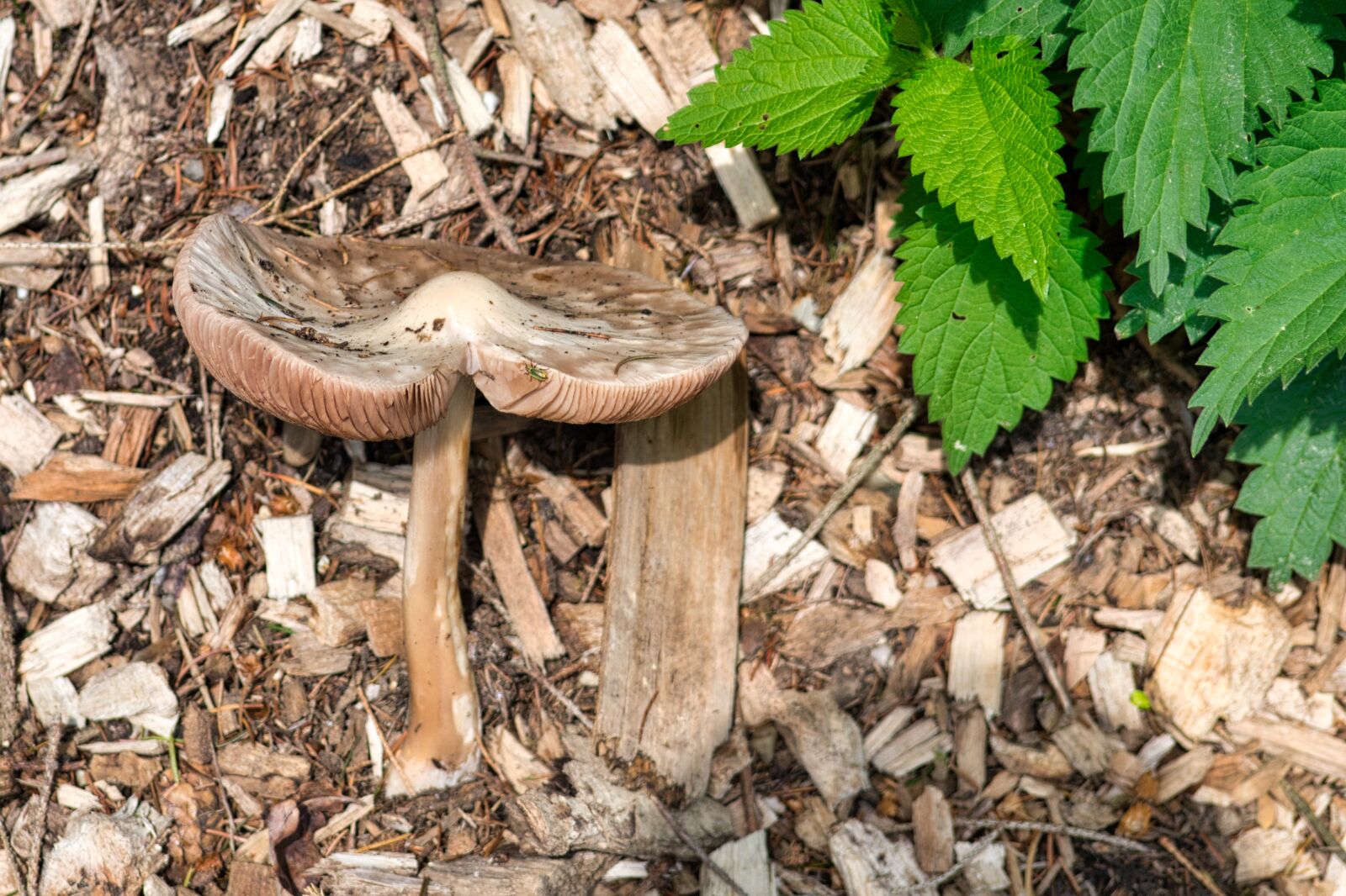 Nikon D7500 sample photo. Mushroom, camouflage, nature photography