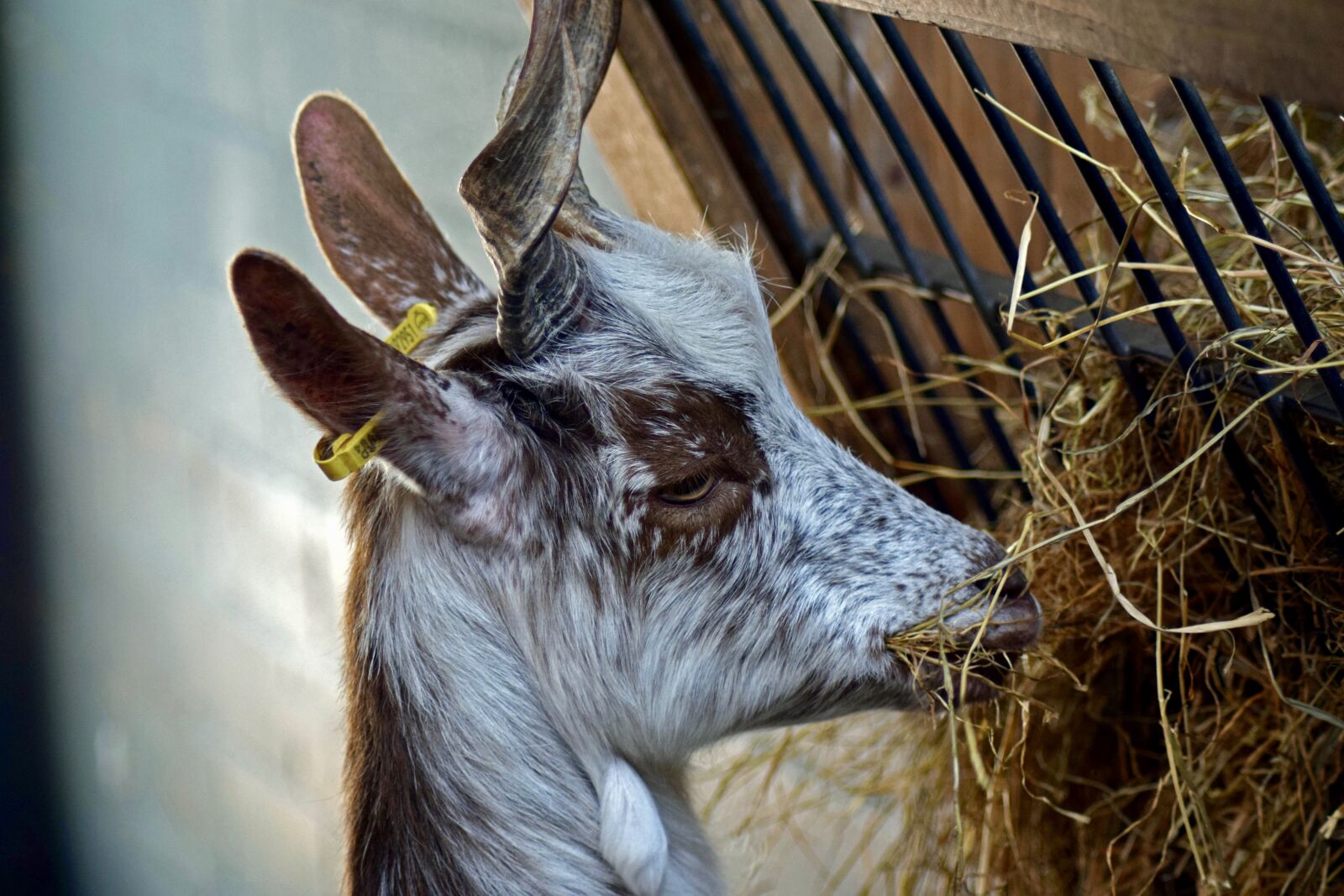 Nikon D3300 sample photo. Girgentana goat, the animal photography