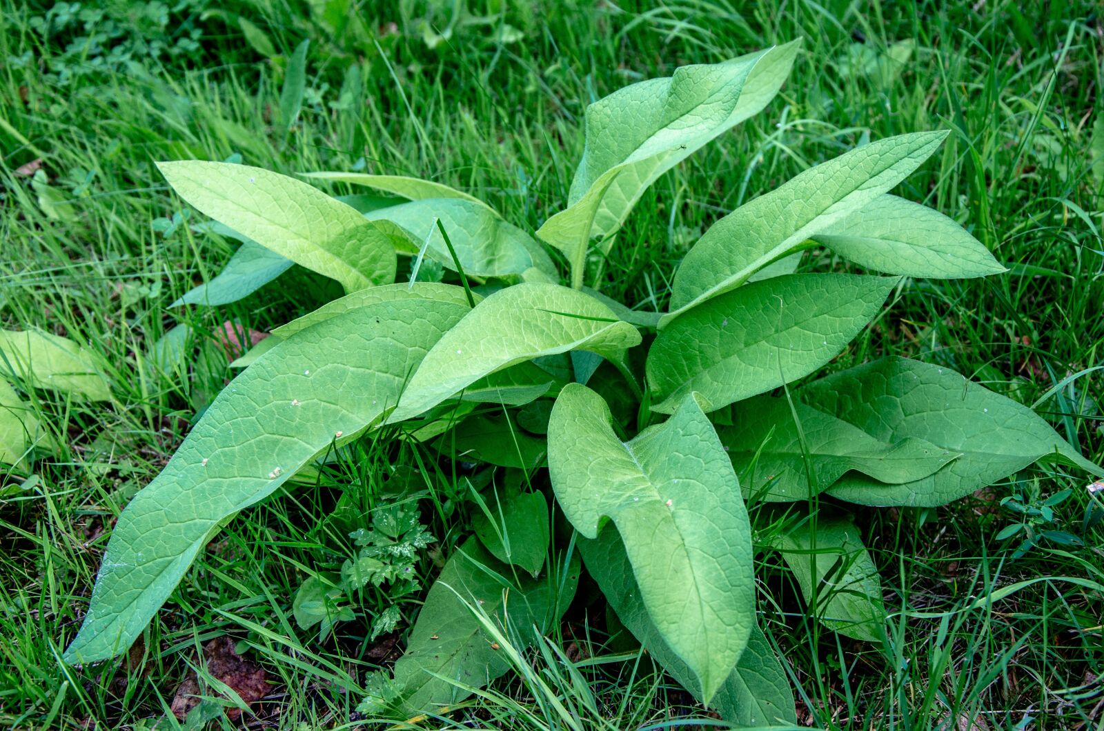 Nikon D5100 sample photo. Plantain, weed, plant photography