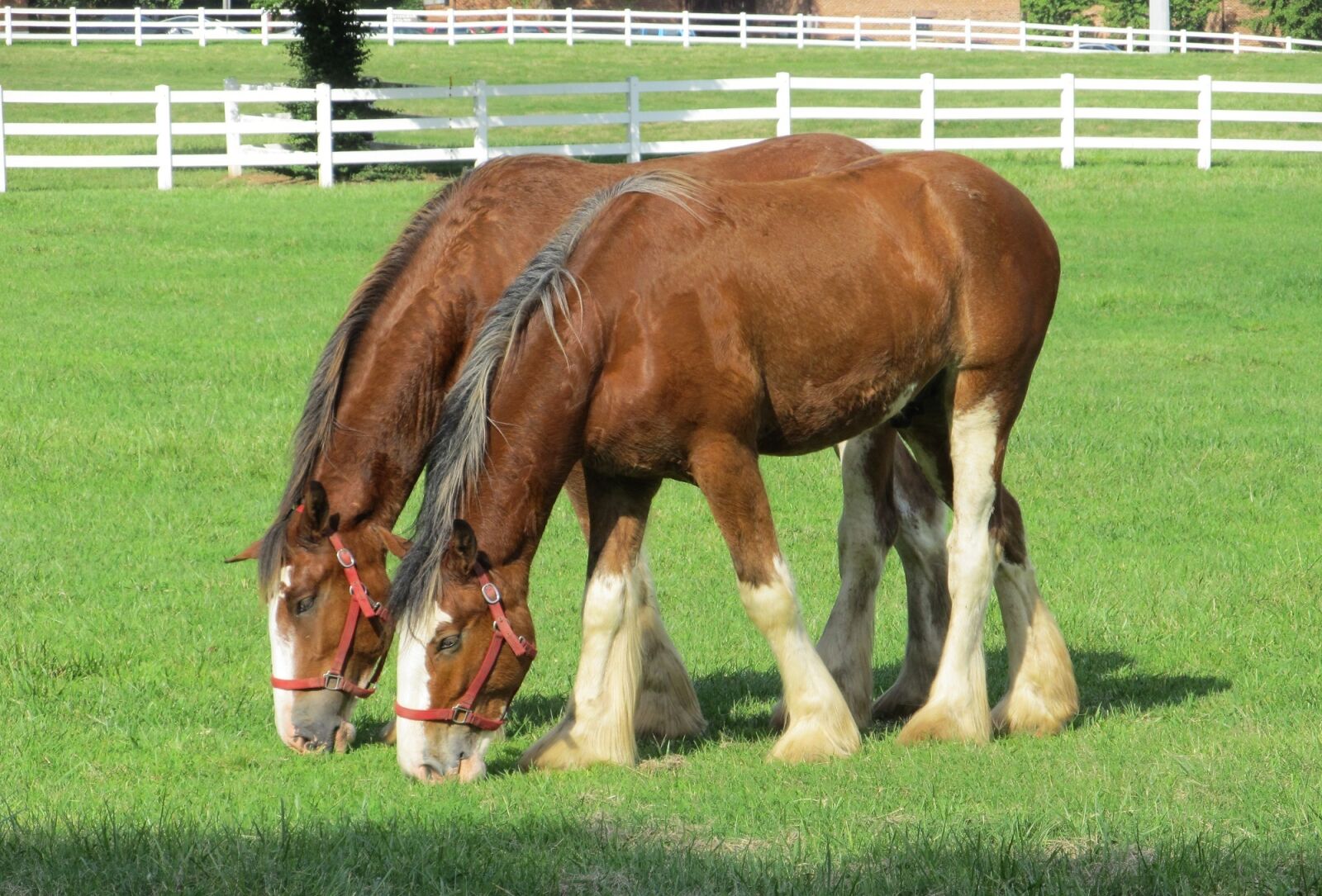Canon PowerShot SX130 IS sample photo. Clydesdales, horses, purebred photography
