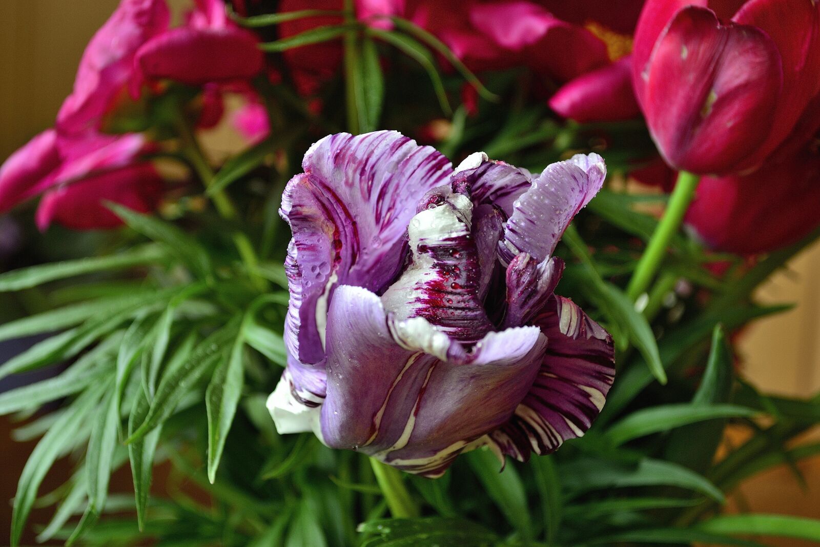Nikon D3100 sample photo. Flower, tulip, flowers photography