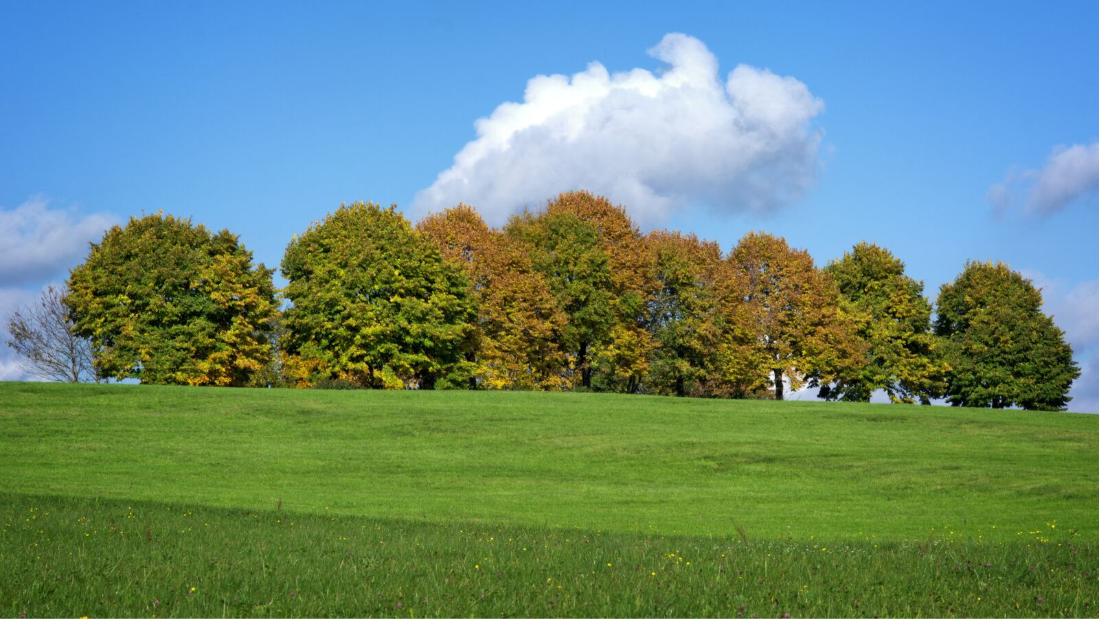 55.0-200.0mm f/4.0-f/5.6 sample photo. Autumn, trees, group photography