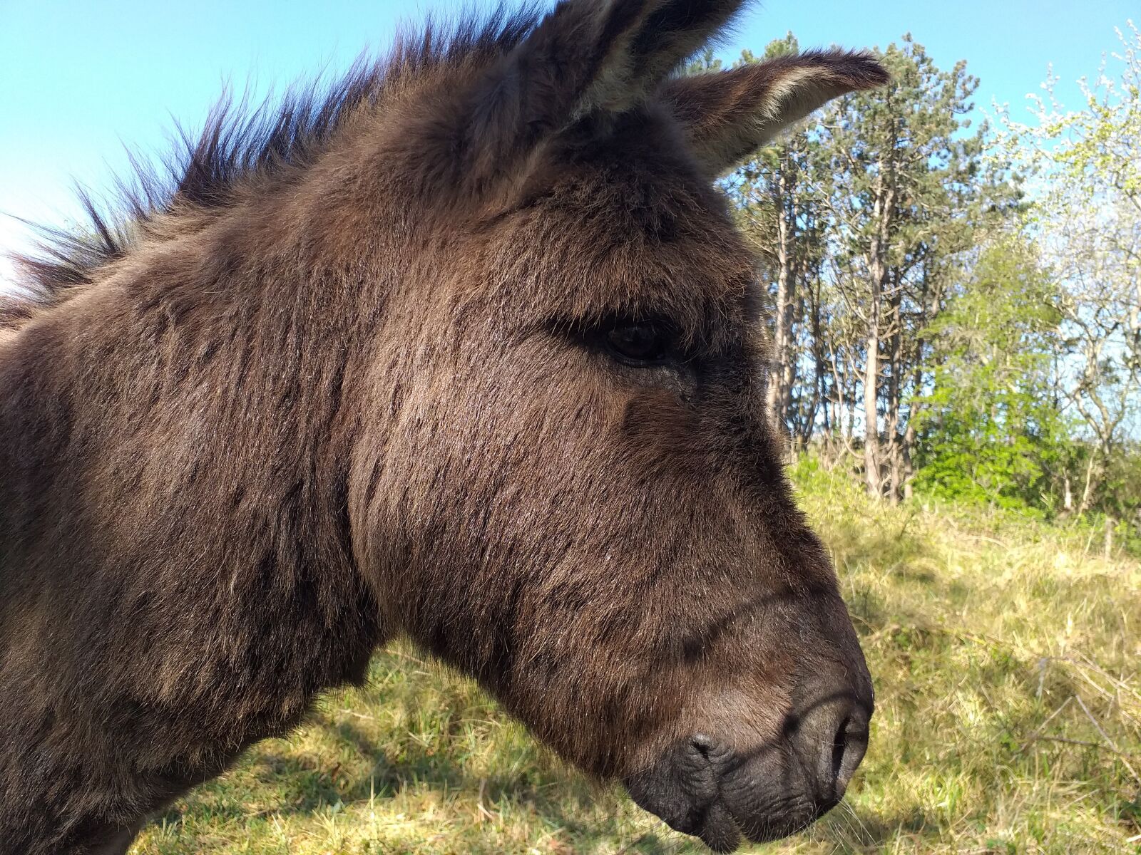 Samsung Galaxy J4+ sample photo. Donkey, brown, animal photography