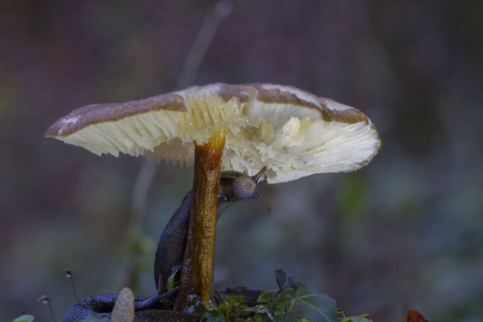 Canon EOS 7D sample photo. Mushroom, snail, forest photography
