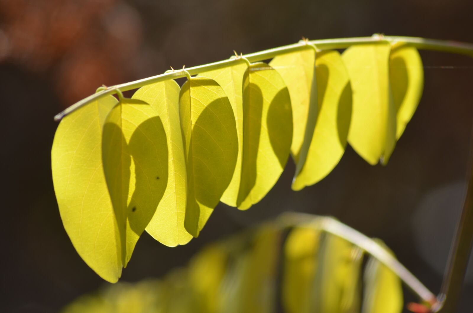 Nikon D5100 sample photo. Leaf, tree, autumn photography