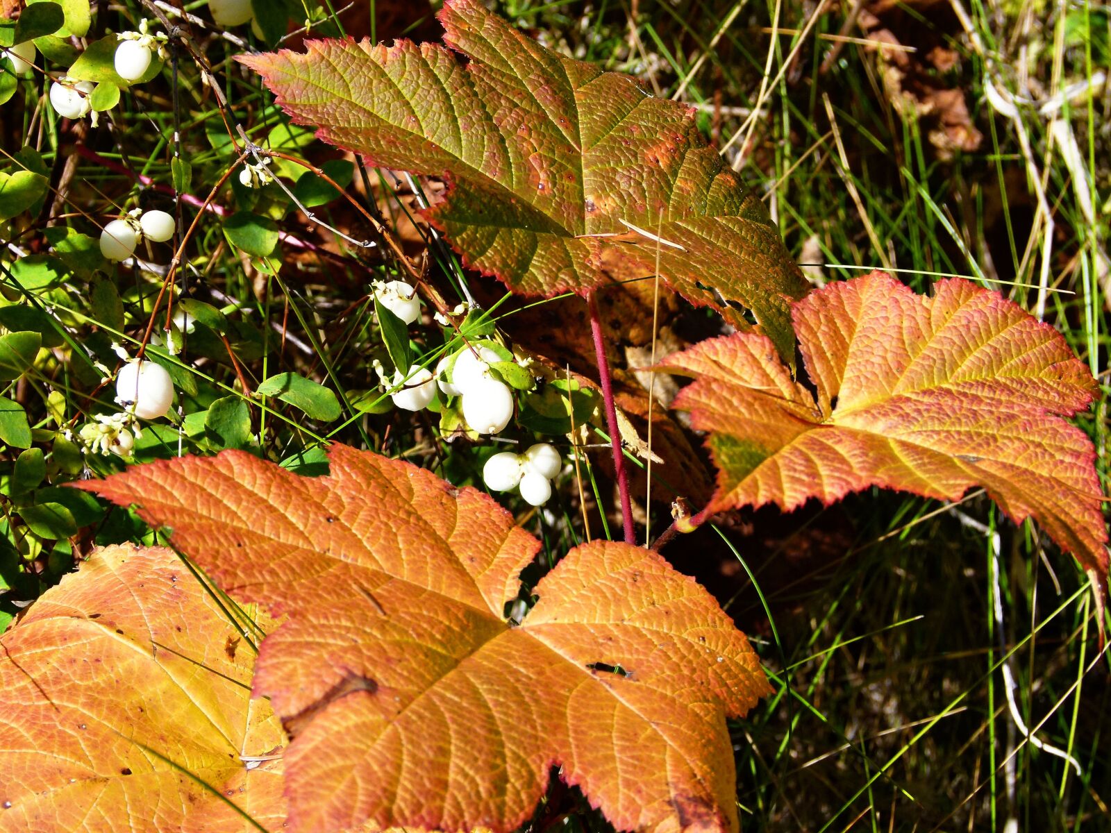 Panasonic Lumix DMC-FZ100 sample photo. Colorful, leaves, fall photography