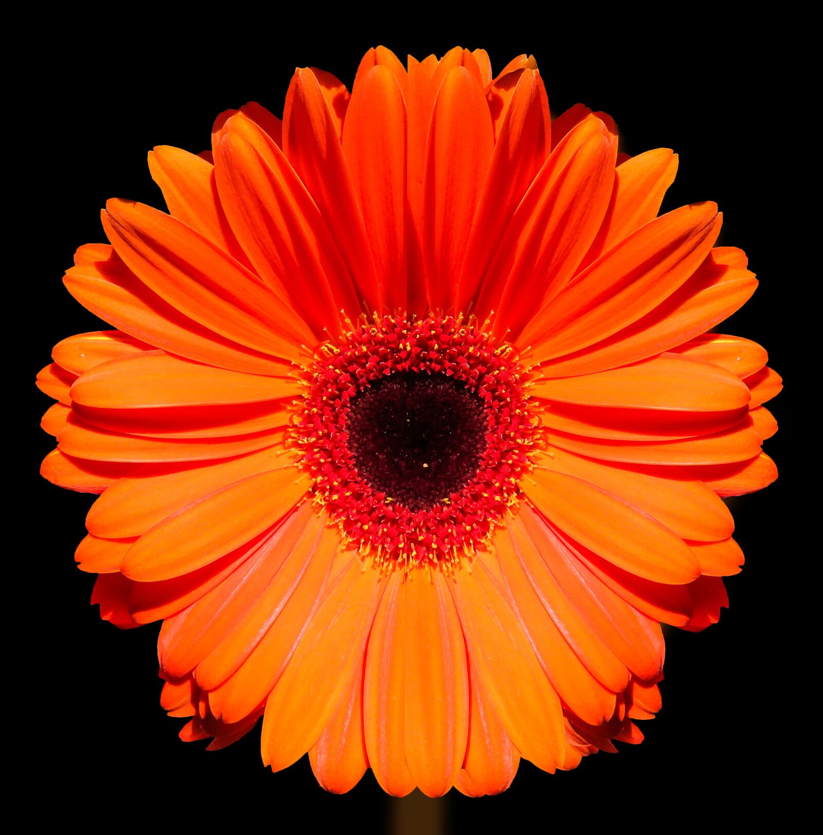 Canon PowerShot SX710 HS sample photo. Marigold, flower, blossom photography