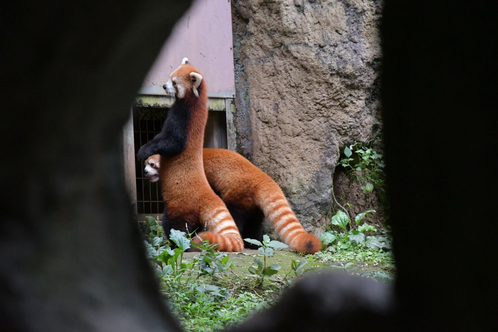 Nikon D7500 sample photo. Red pandas, bears, animals photography