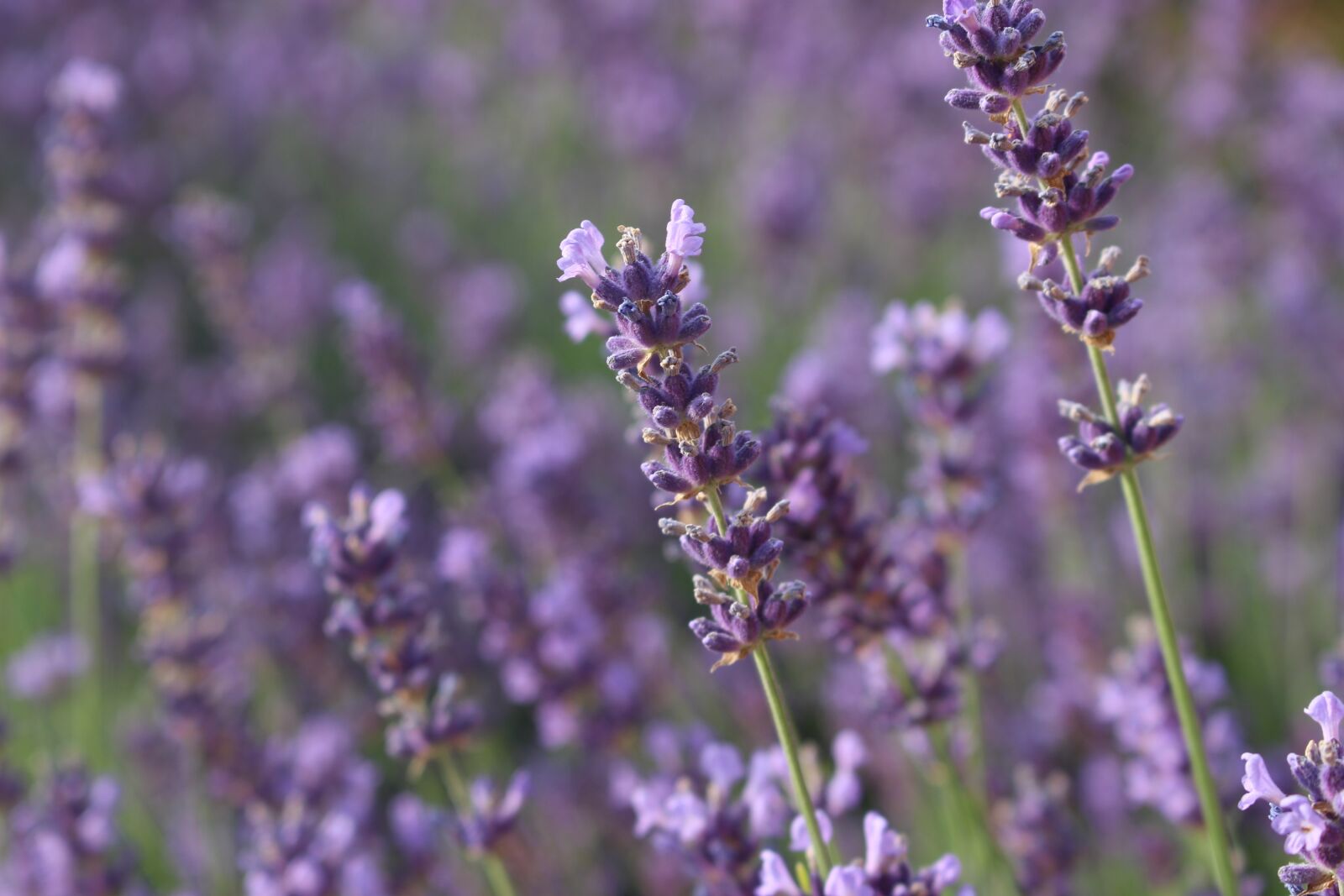 Canon EOS 100D (EOS Rebel SL1 / EOS Kiss X7) sample photo. Lavender, summer, flowers photography