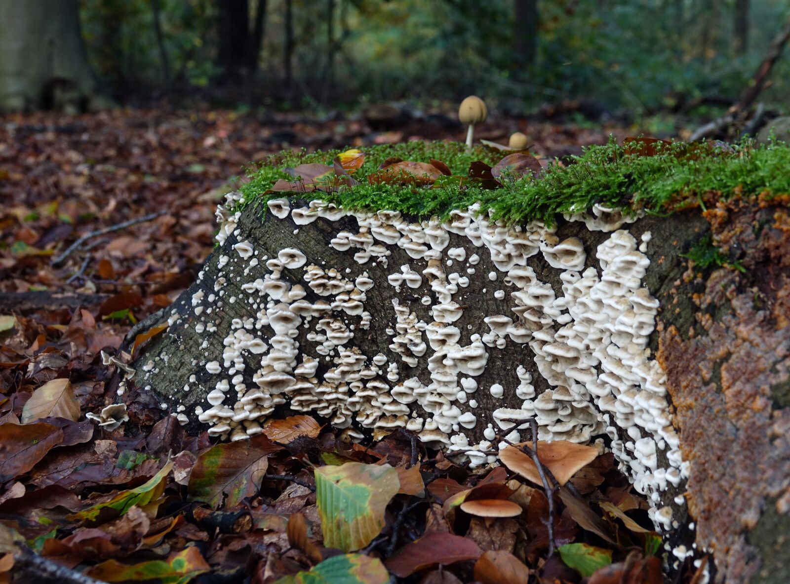 Sony Cyber-shot DSC-RX10 III sample photo. Mushrooms, mushroom, autumn photography