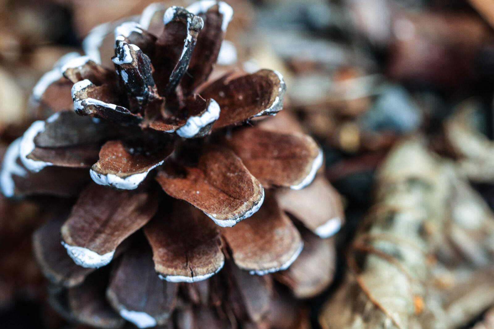 Canon EOS 7D Mark II sample photo. Pinecone, nature, macro photography