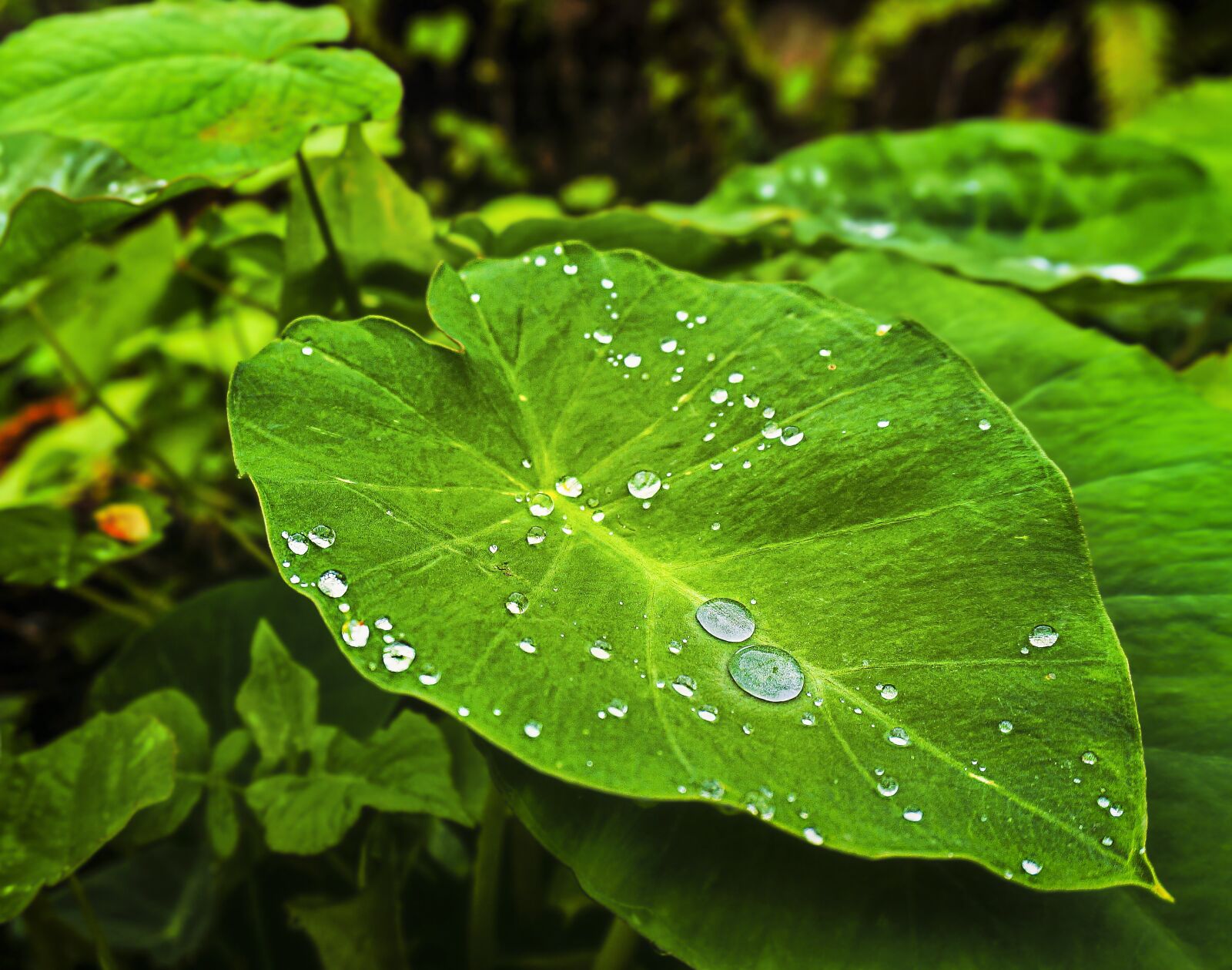 Sony Alpha NEX-5T sample photo. Dew, leaf, green photography