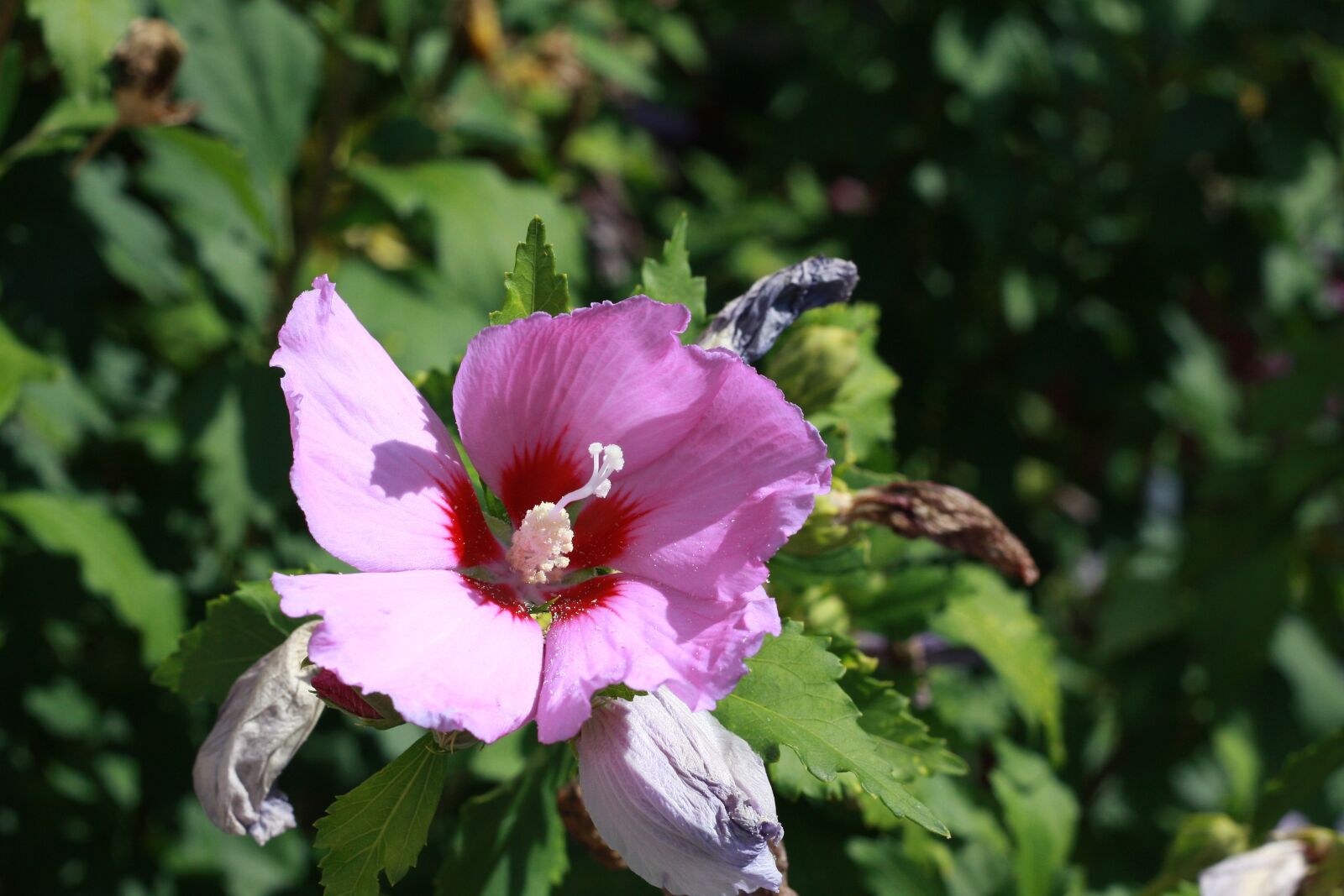 Canon EOS 40D sample photo. Hibiscus, blossom, bloom photography