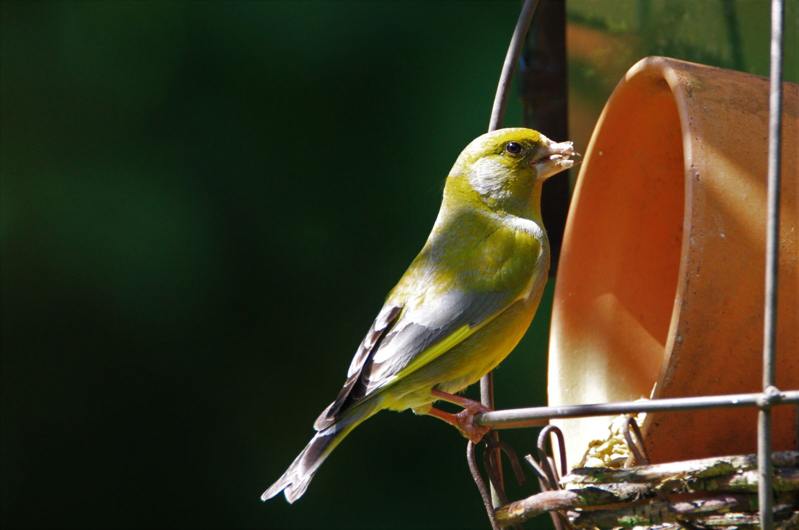 Canon EOS 7D sample photo. Greenfinch, bird, songbird photography