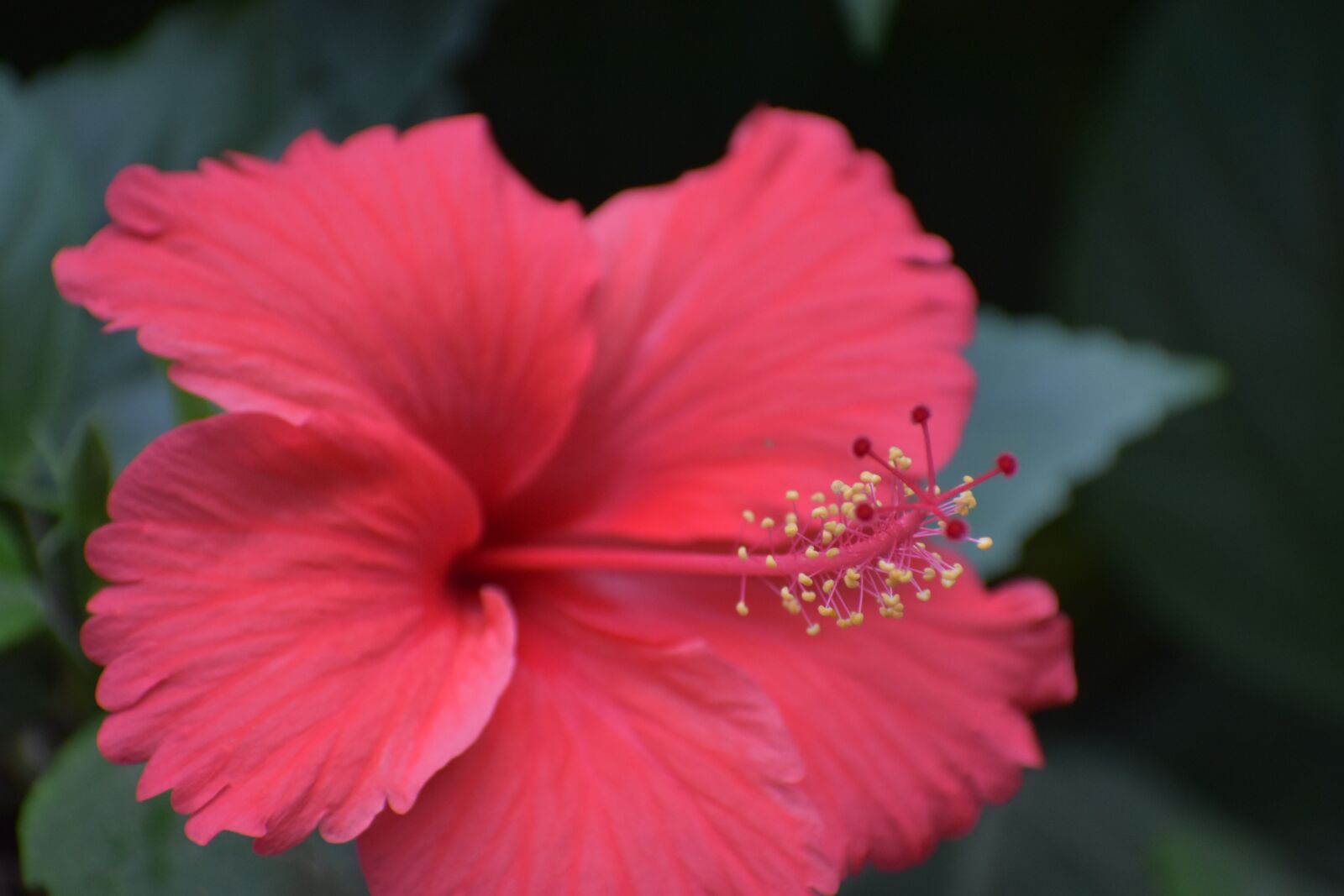 Nikon D5600 sample photo. Anther, stamens, parts of photography