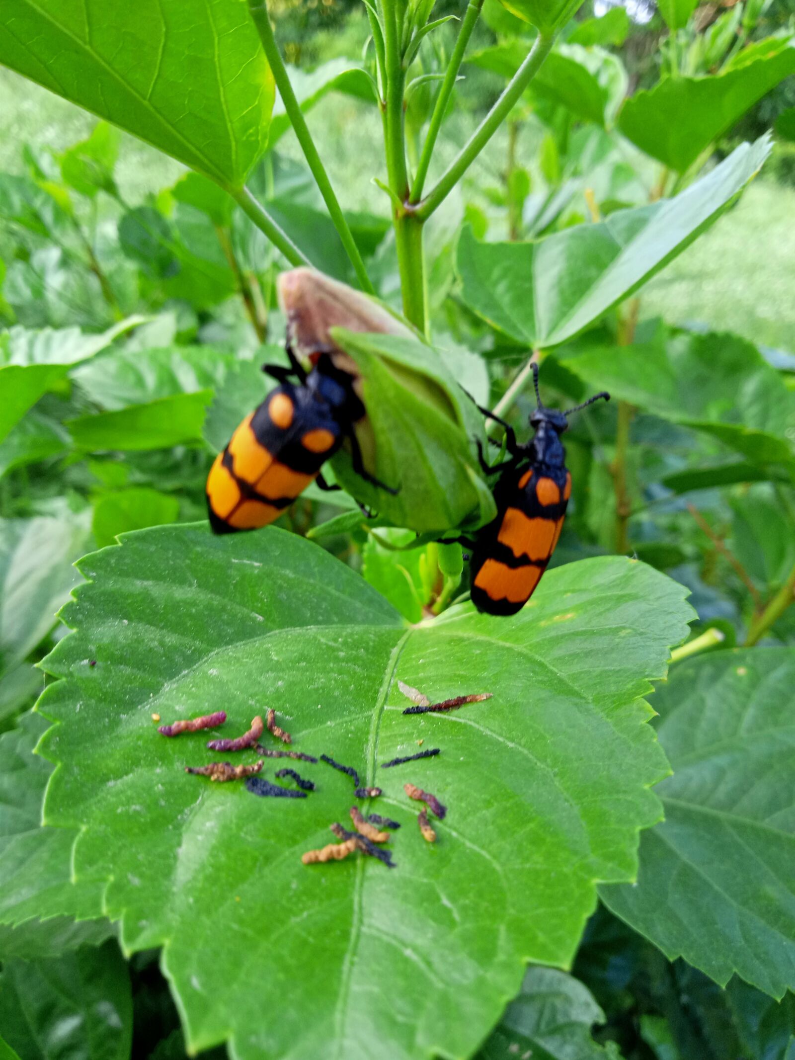Realme C2 sample photo. Wildlife, beautiful, nature photography