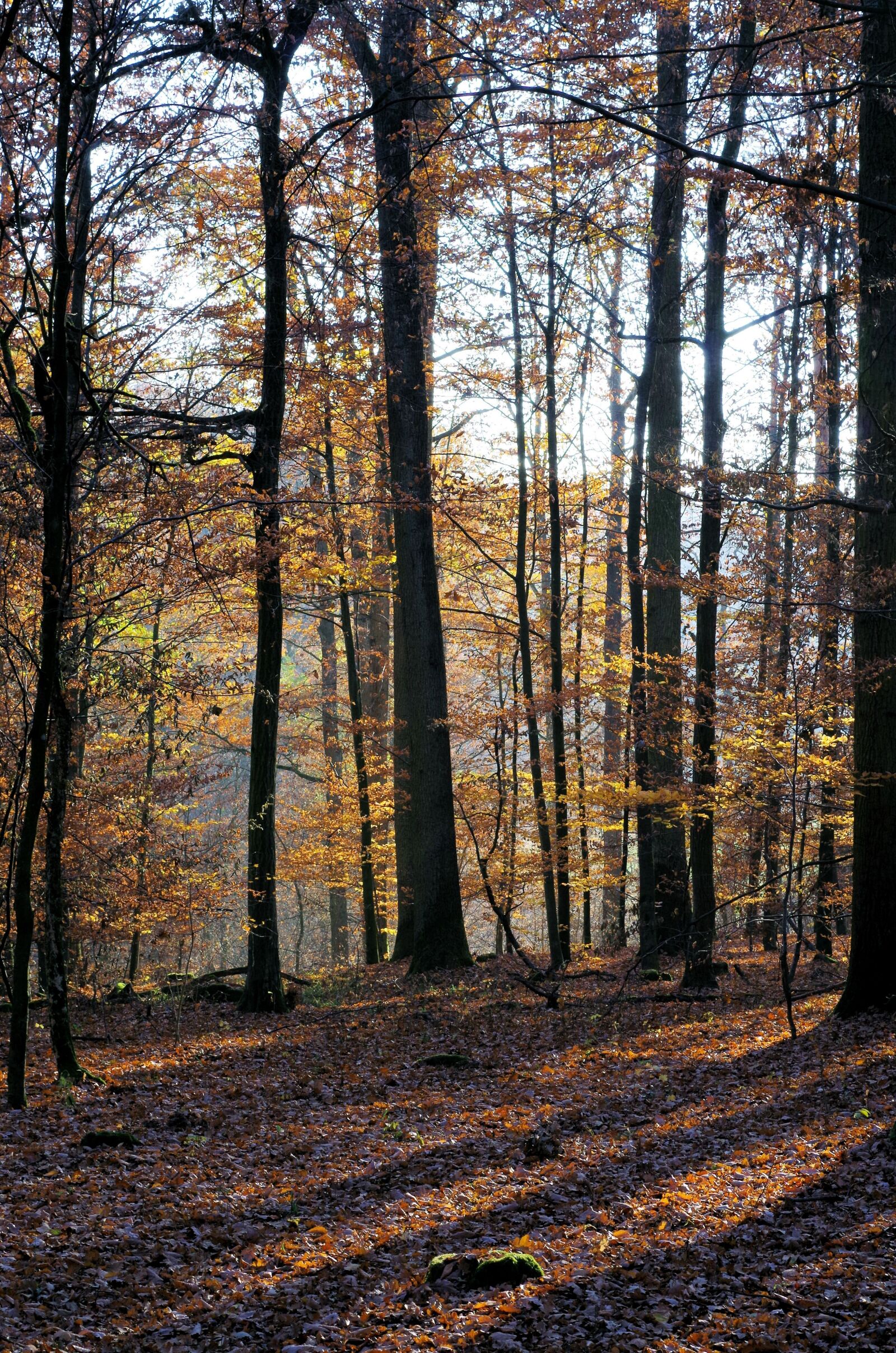 Pentax K-50 sample photo. Forest, autumn, nature photography