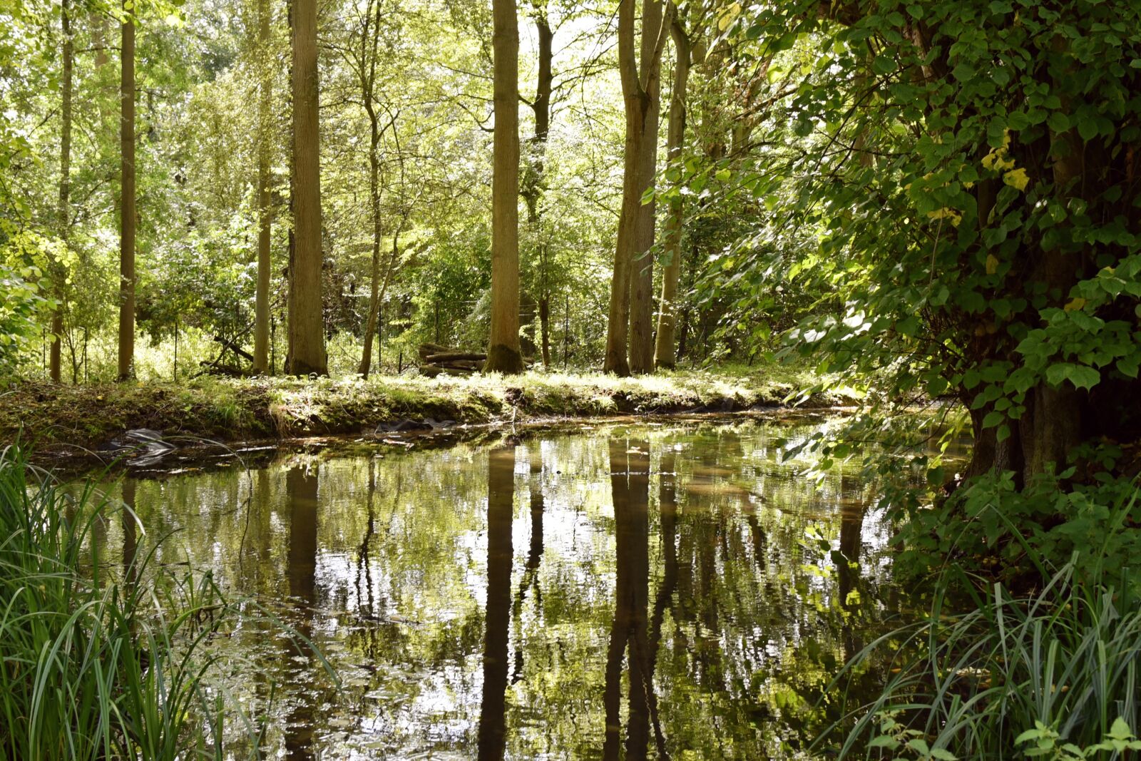 Nikon D750 sample photo. Trees, pond, spring time photography