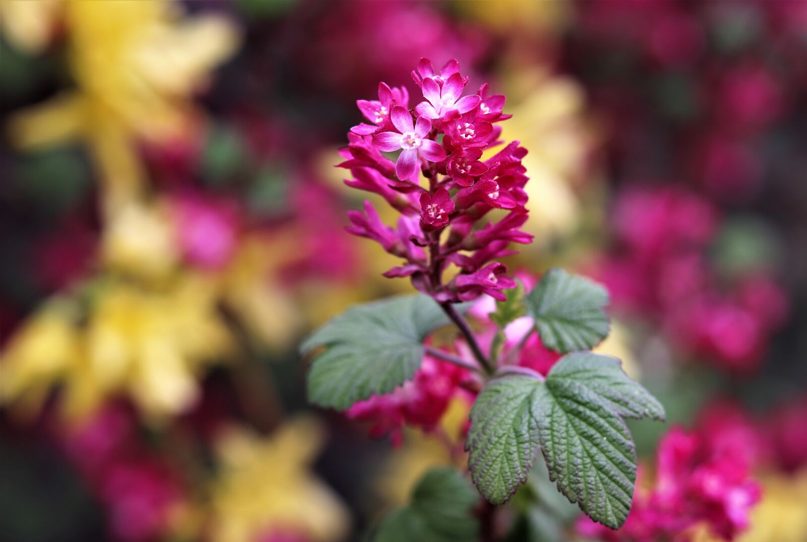 Canon EOS 200D (EOS Rebel SL2 / EOS Kiss X9) sample photo. Nature, flowers, flowering photography