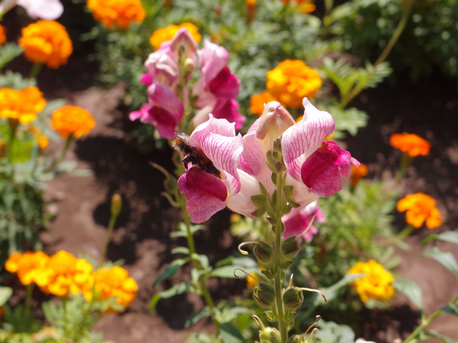 Olympus XZ-1 sample photo. Flowers, flower bed, snapdragons photography