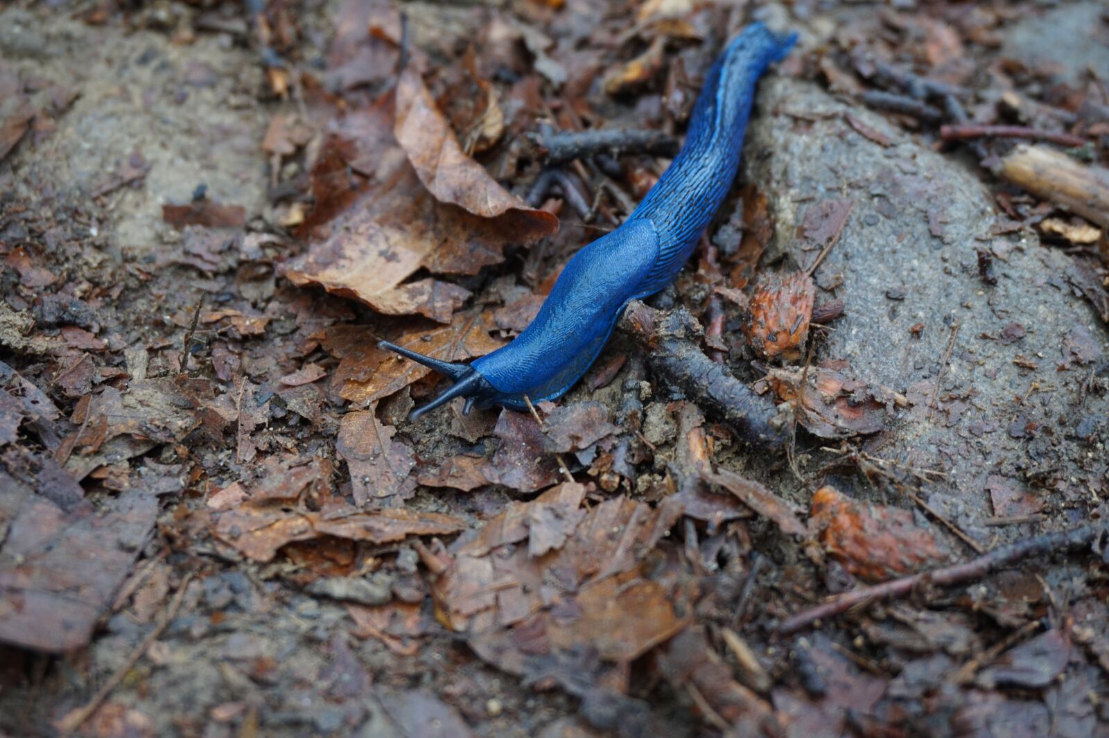 Sony Alpha a5000 (ILCE 5000) sample photo. Snail, blue, nature photography
