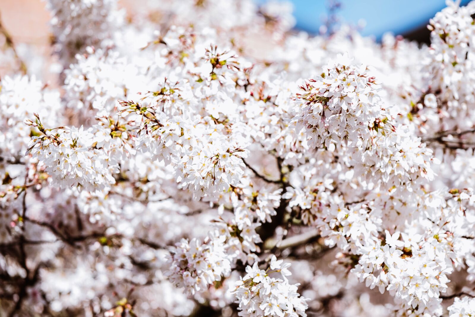 Nikon D750 sample photo. Flower, cherry blossom, spring photography