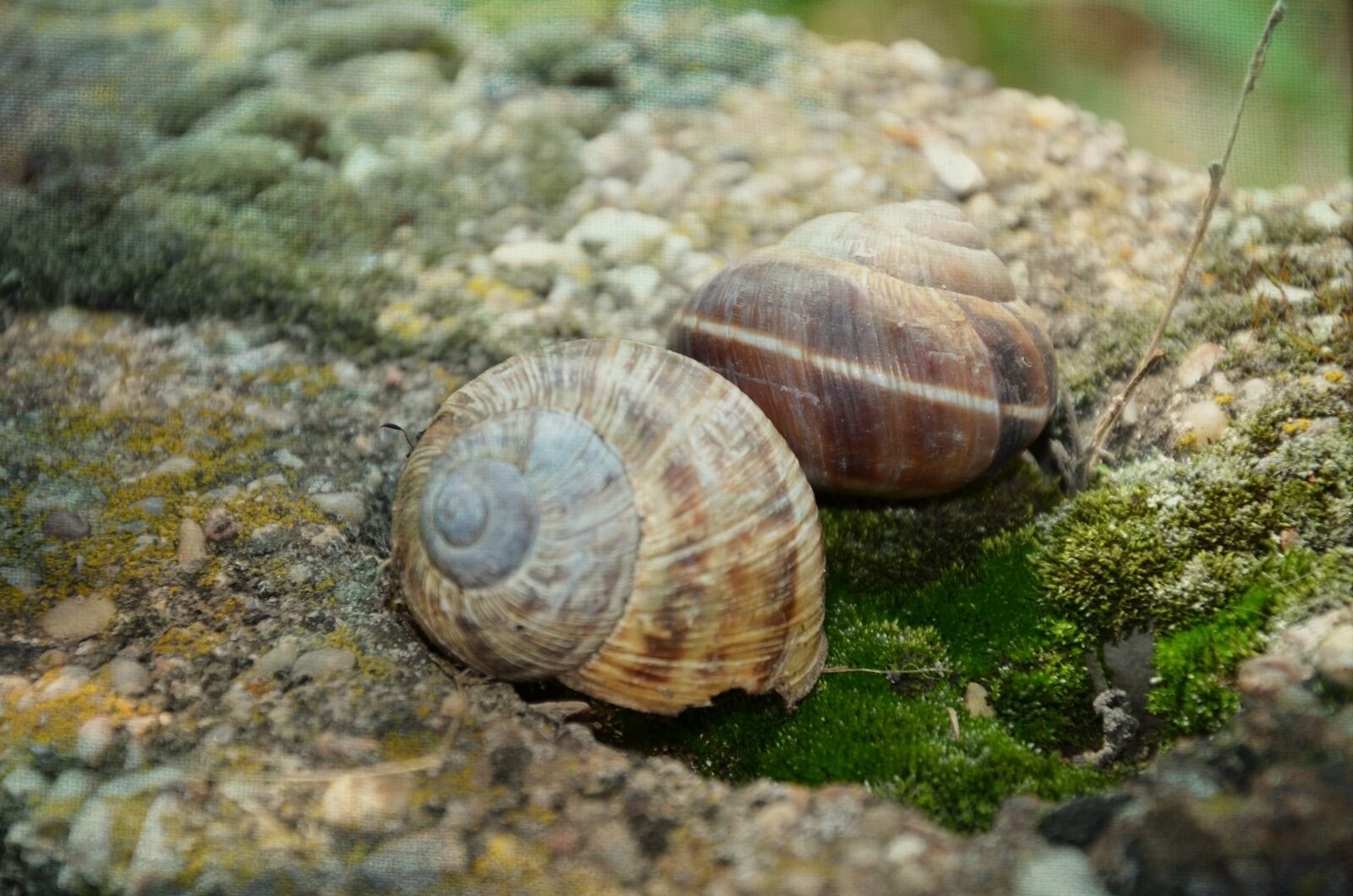 Nikon D5100 sample photo. Snail, stone, shell photography