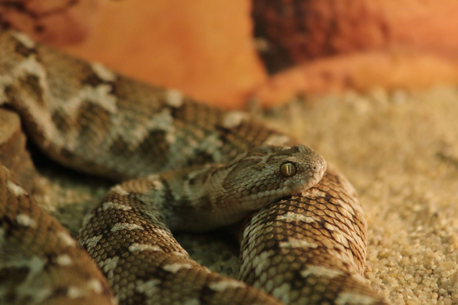 Canon EF 70-300mm F4-5.6 IS USM sample photo. Snake, reptile, living nature photography