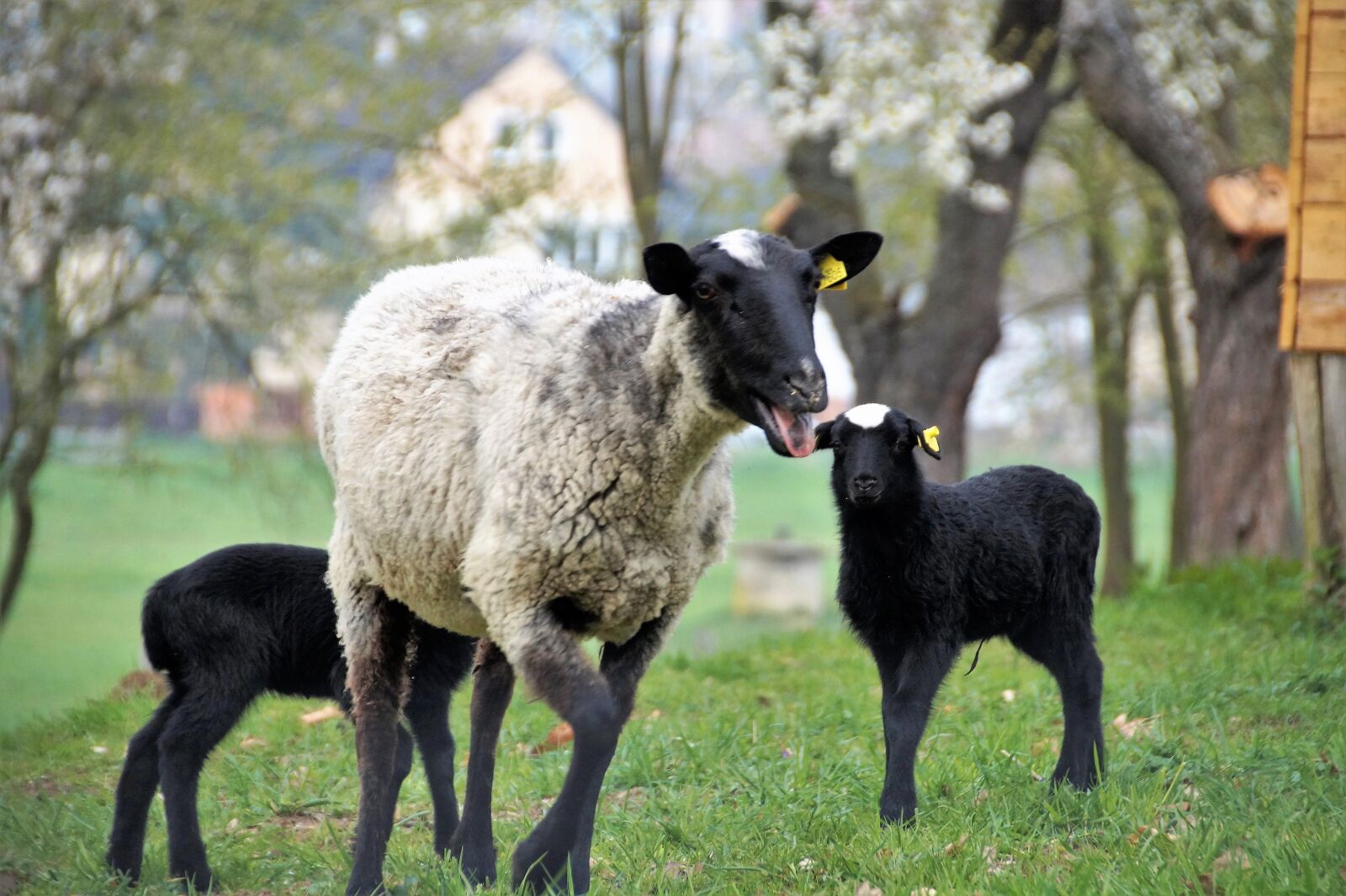 Sony SLT-A58 sample photo. Sheep, suffolk, animal photography