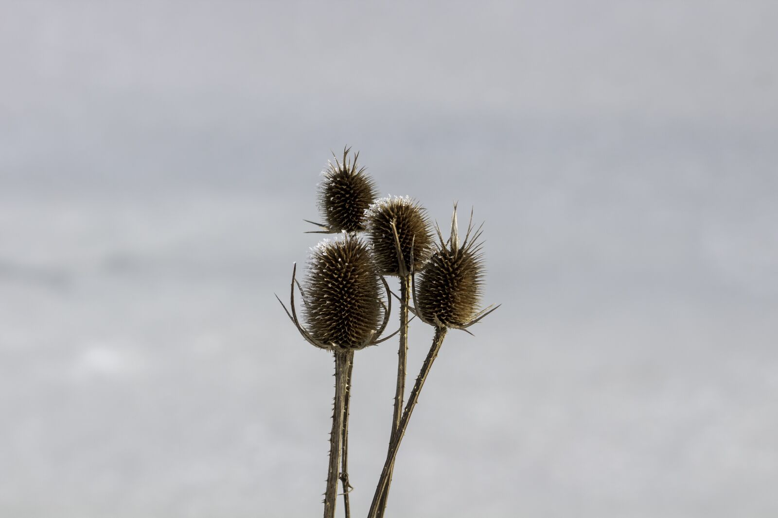 Canon EF75-300mm f/4-5.6 sample photo. Wildflower, stalk, szam rk photography