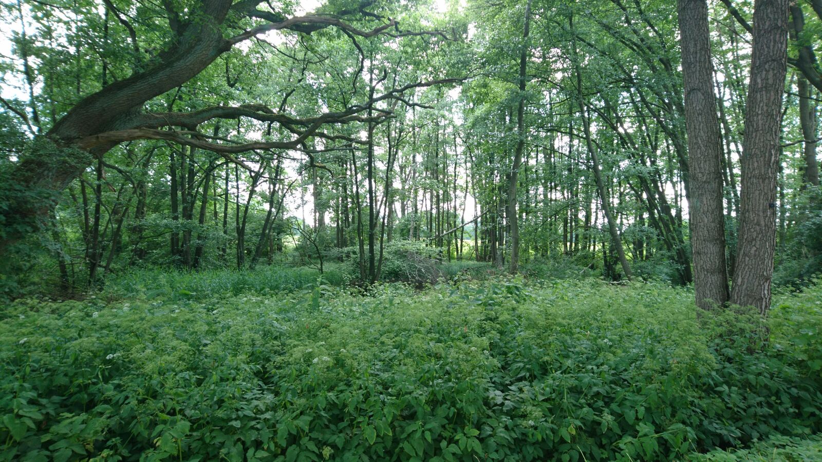 Sony Xperia X sample photo. Forest, wilderness, grow photography