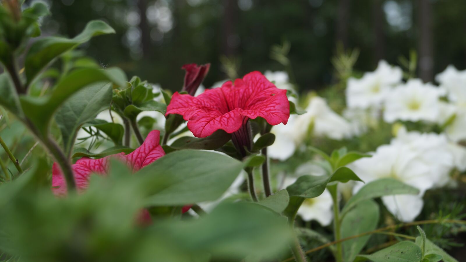 Sony SLT-A58 sample photo. Wildflowers, flowers, nature photography