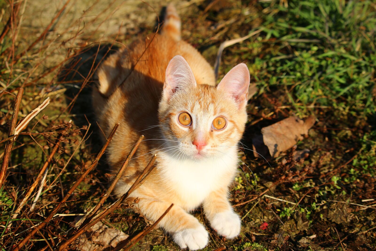 Canon EOS 100D (EOS Rebel SL1 / EOS Kiss X7) sample photo. Cat, kitten, red mackerel photography